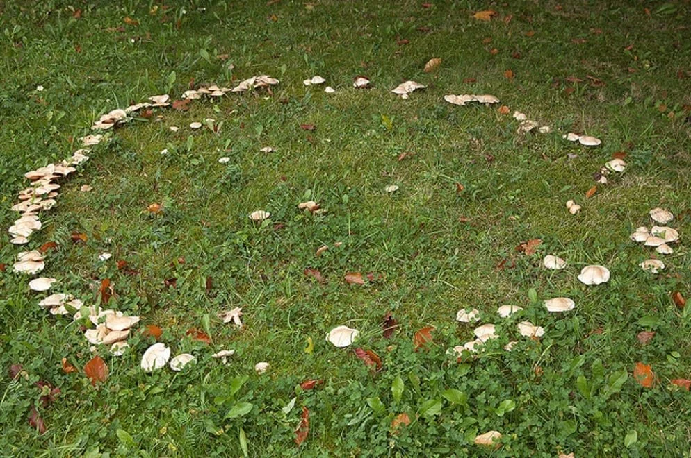Beware the Fairy Ring: Portals to the Otherworld or Dangerous Traps?