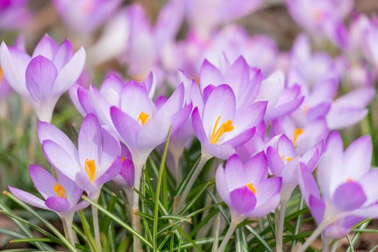 A Promise of Spring