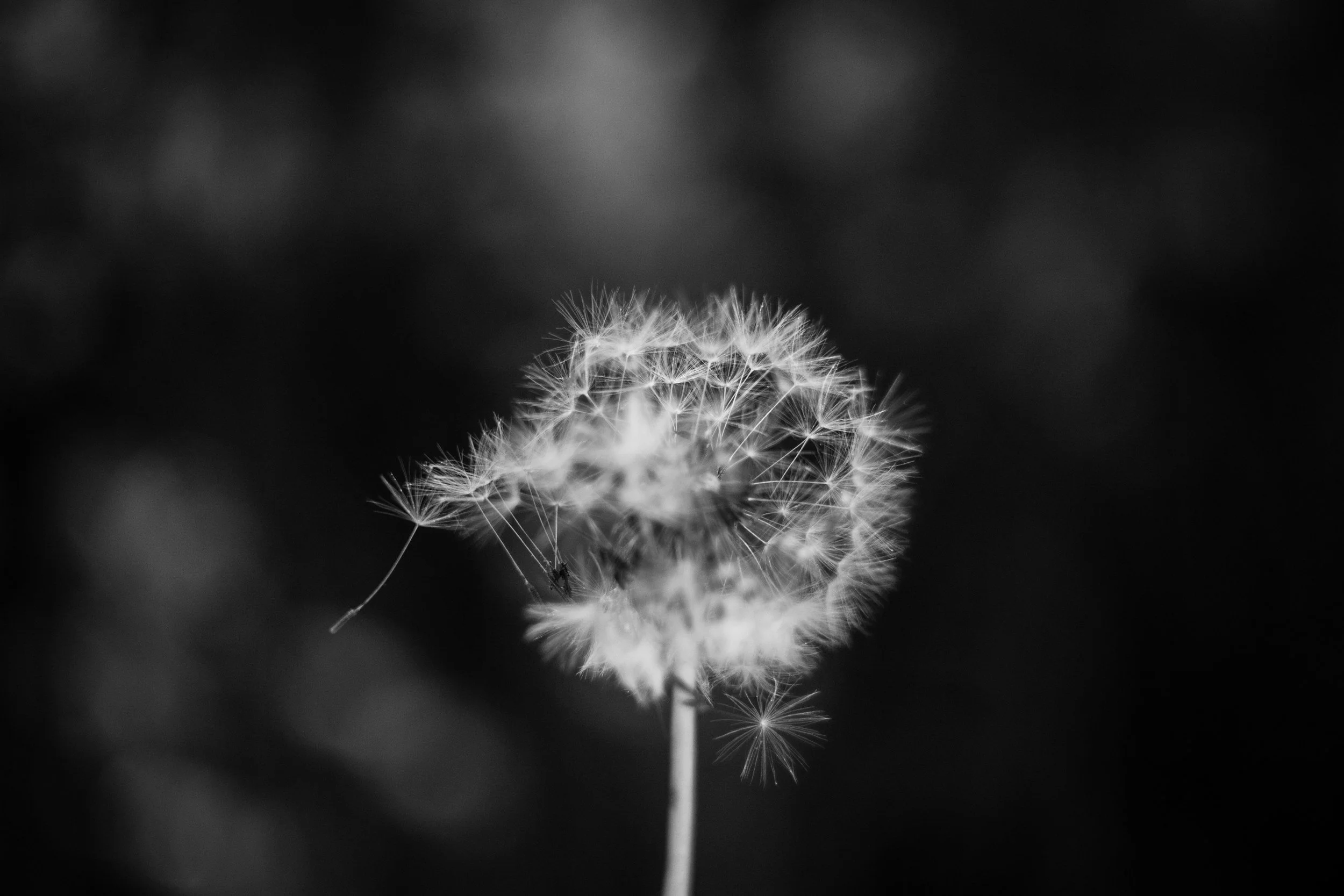 A Wish in the Wind