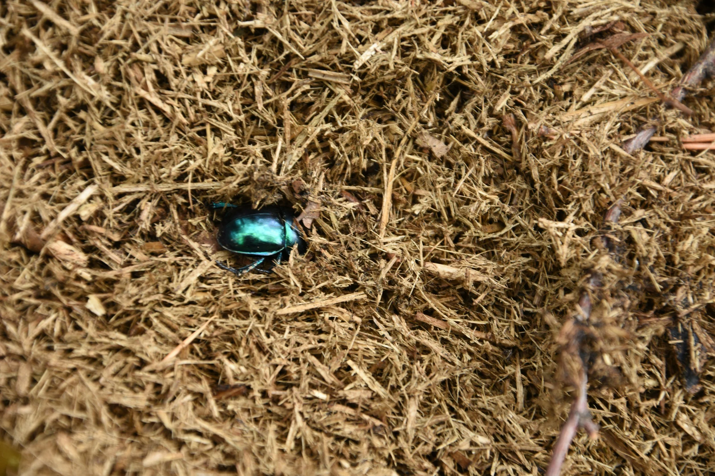 Verena Applebaum and the Case of the Stolen Scarab