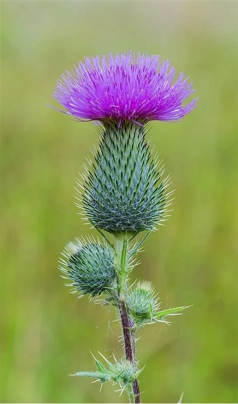 Thistles On The Prairie