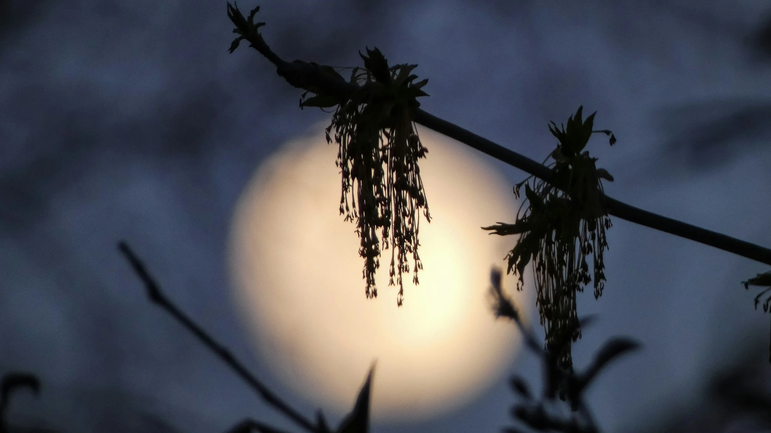 The Willow's Lament