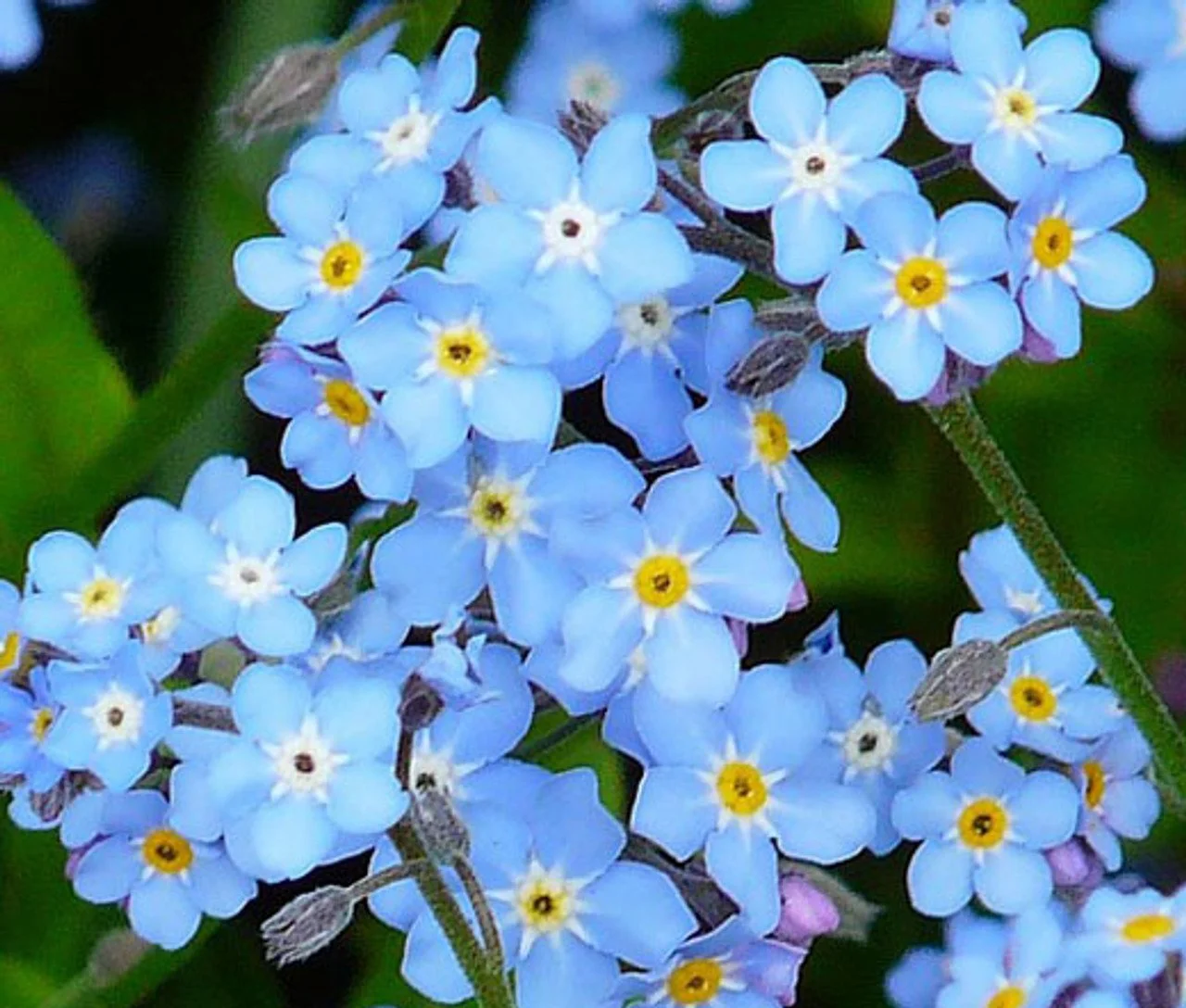 Forget-Me-Not Behind the Wall