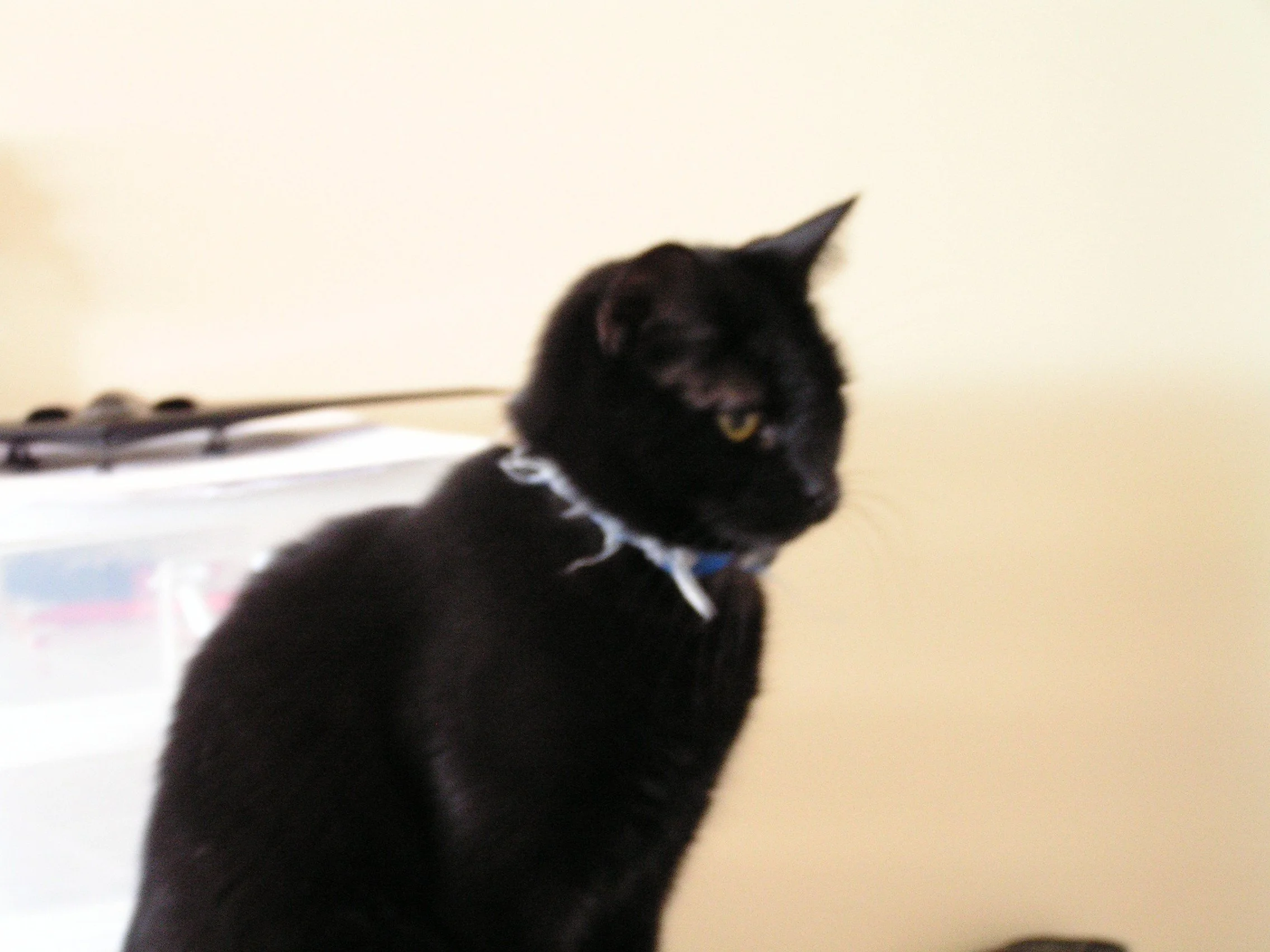 My cat, Midnight, 2011