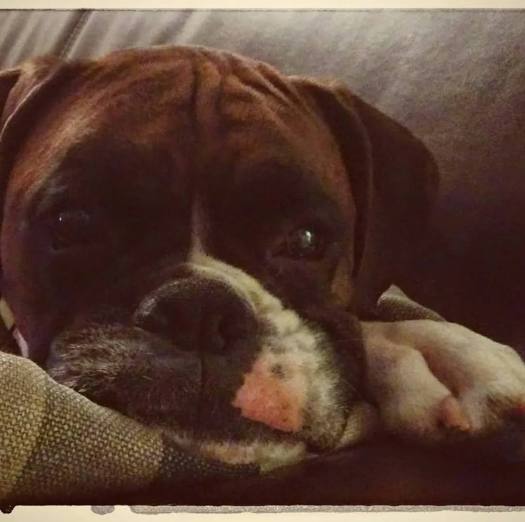 My boxer, Hugo, 2014 (Hugo holds a special place in my heart.)