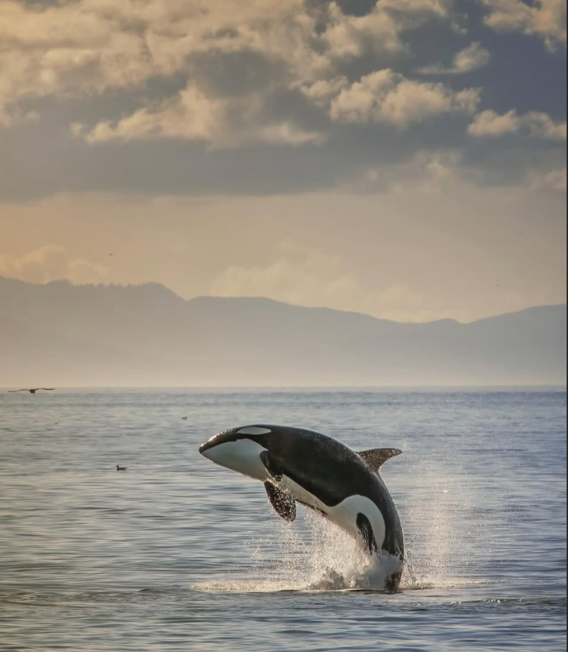 Orcas_Doe+Bay_experience_6.png
