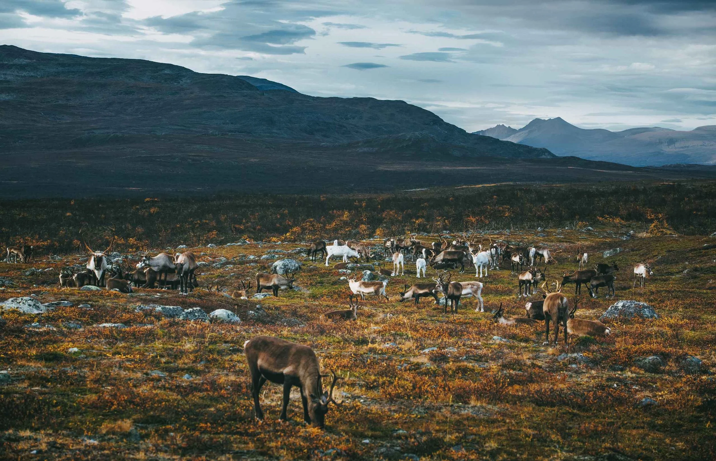 reindeer cahkal.jpg