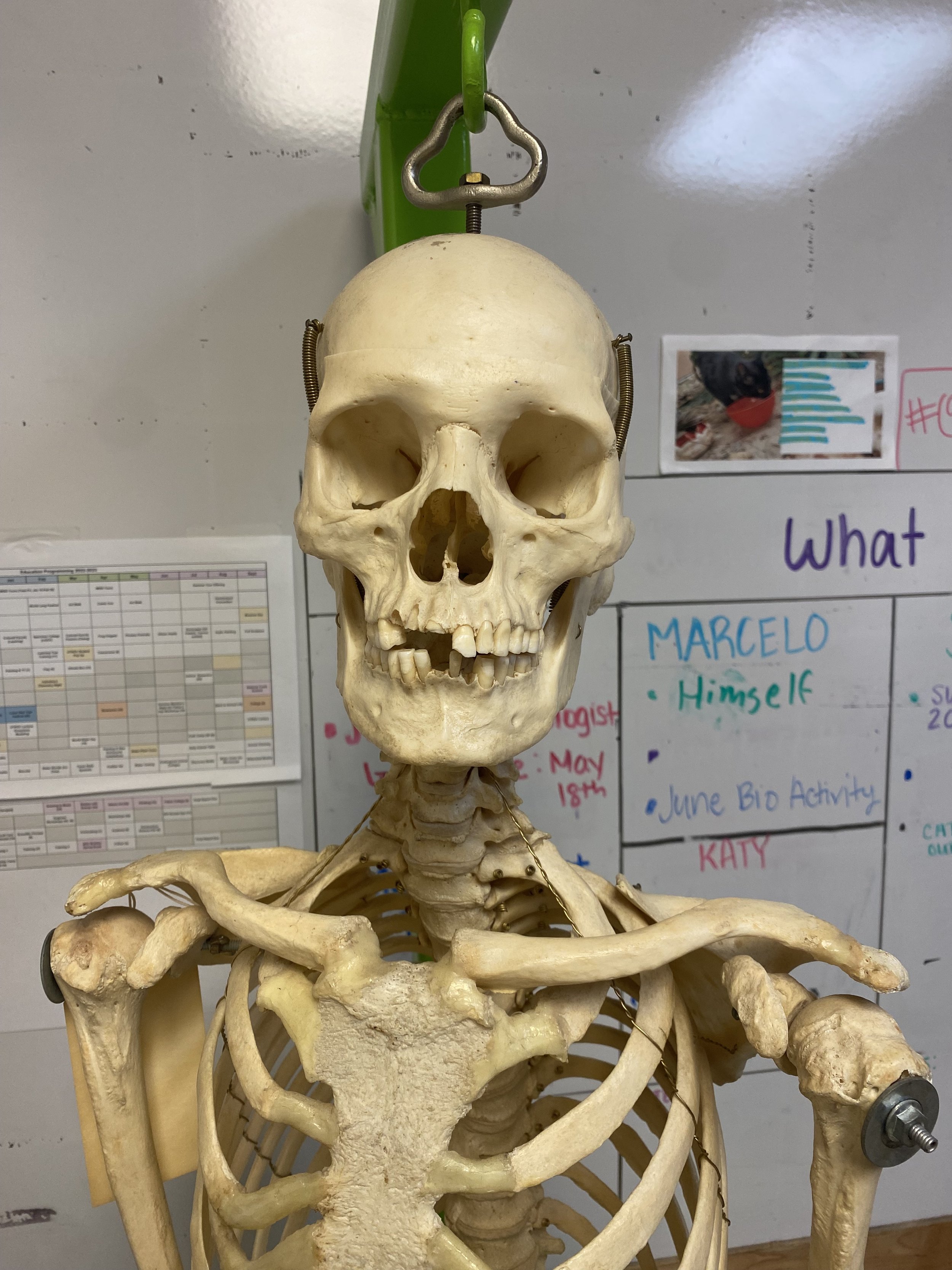 adult male skeleton