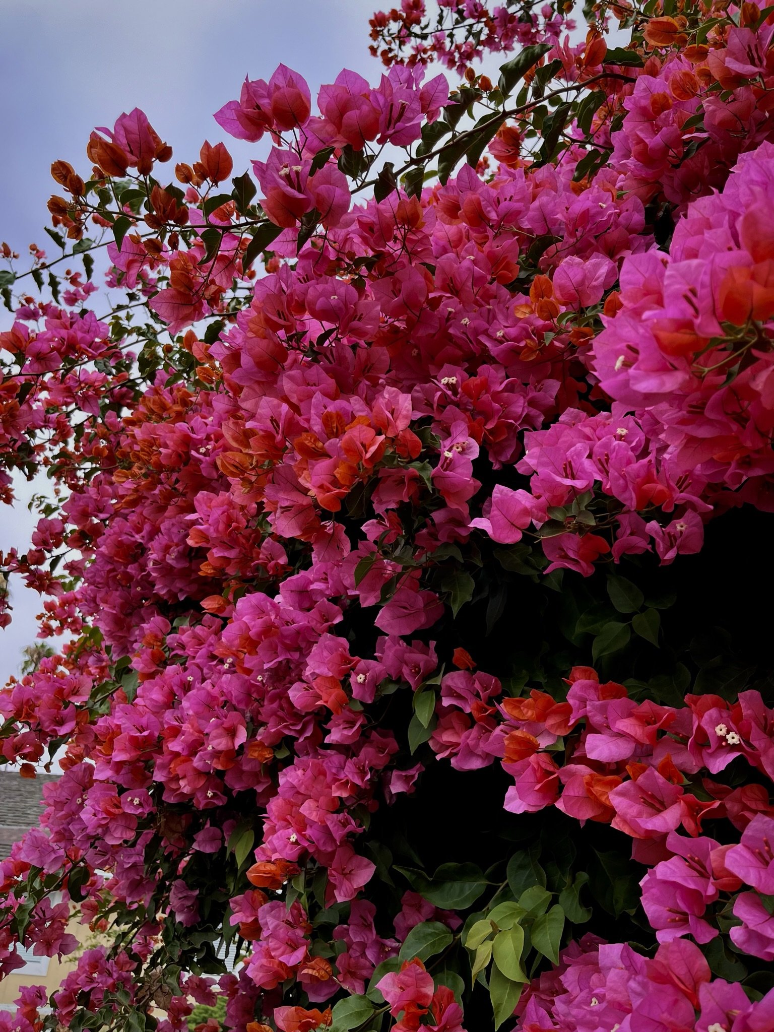 image00059.jpeg