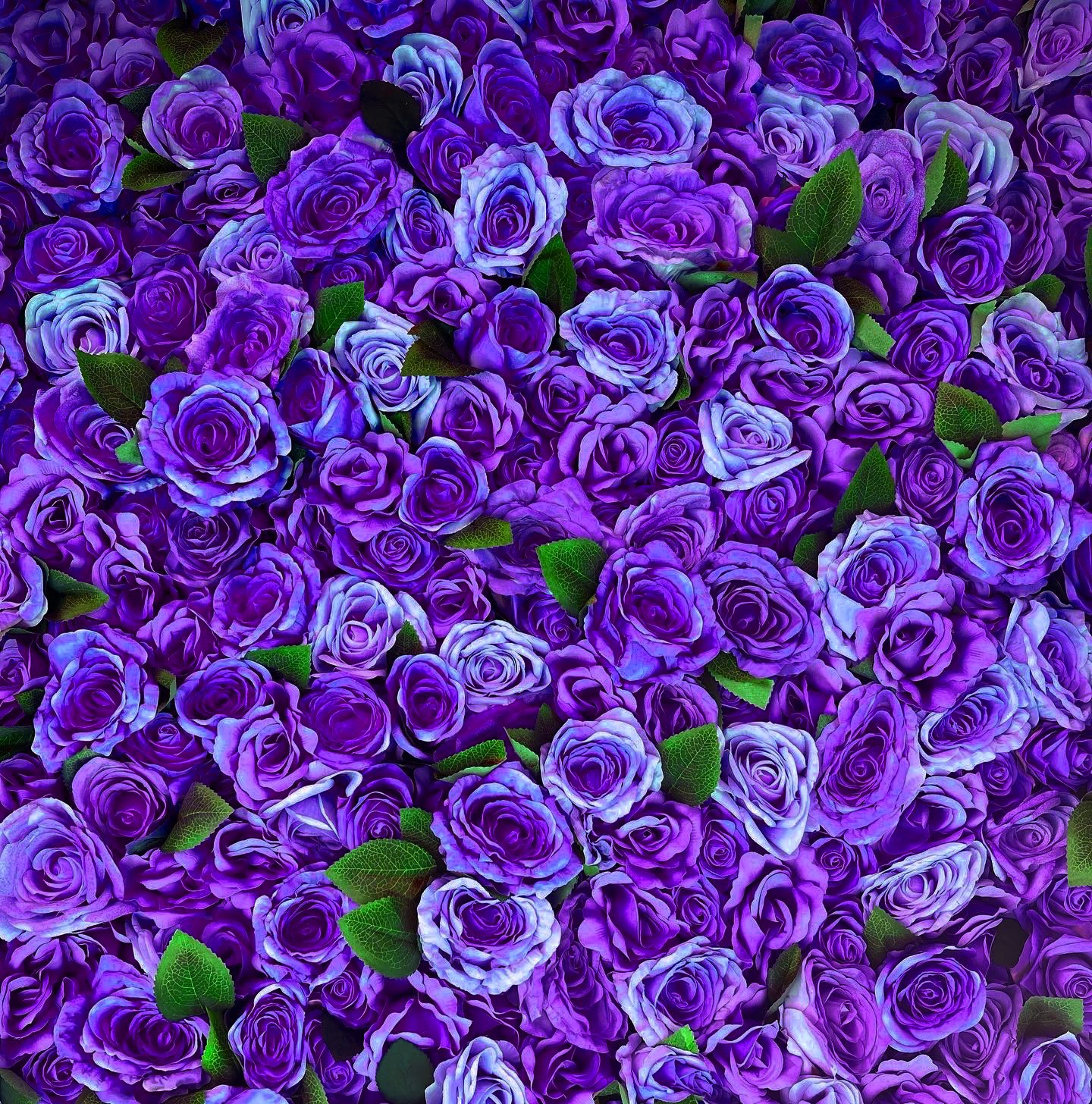 rose.png