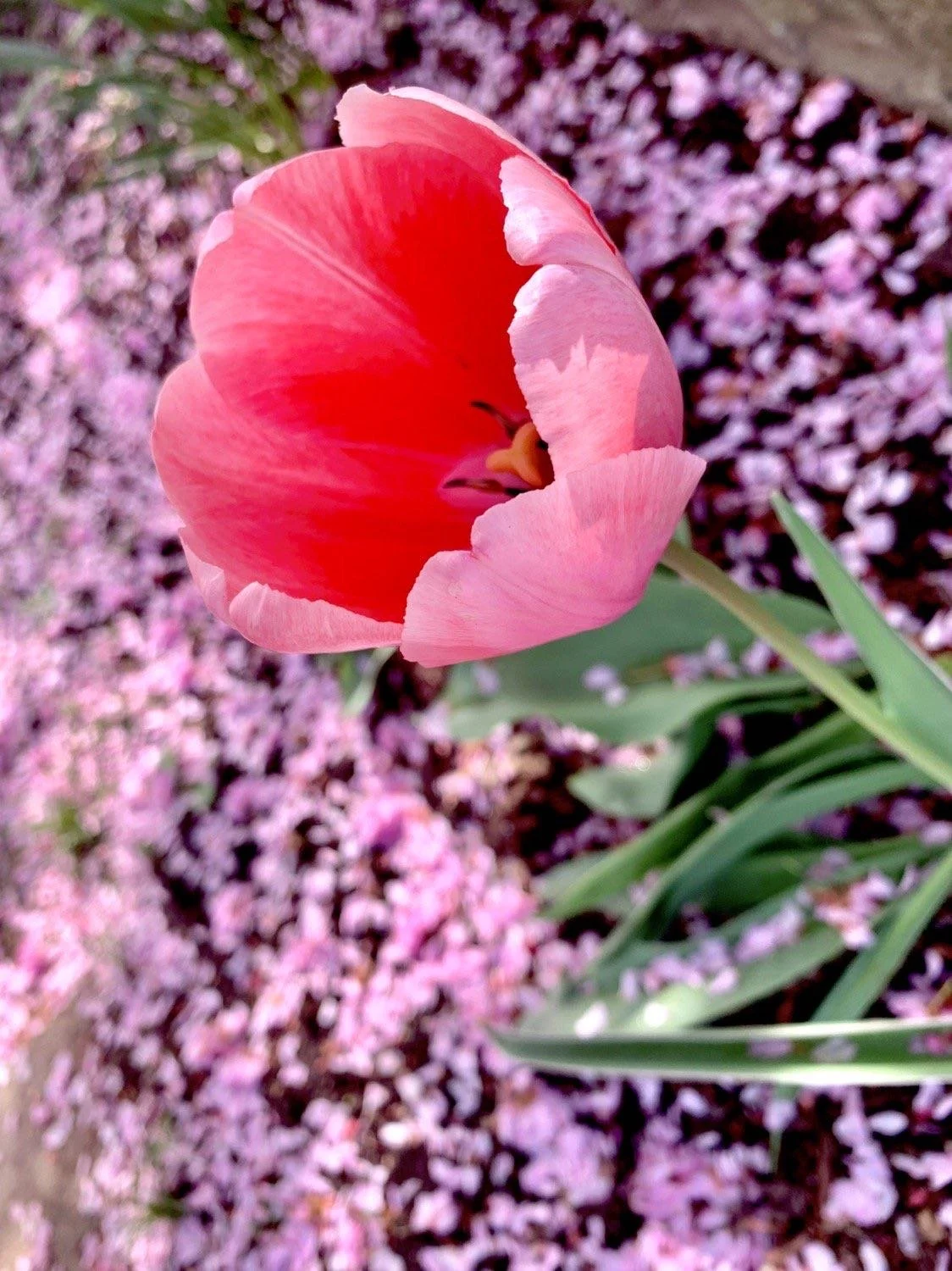 image00003.jpeg