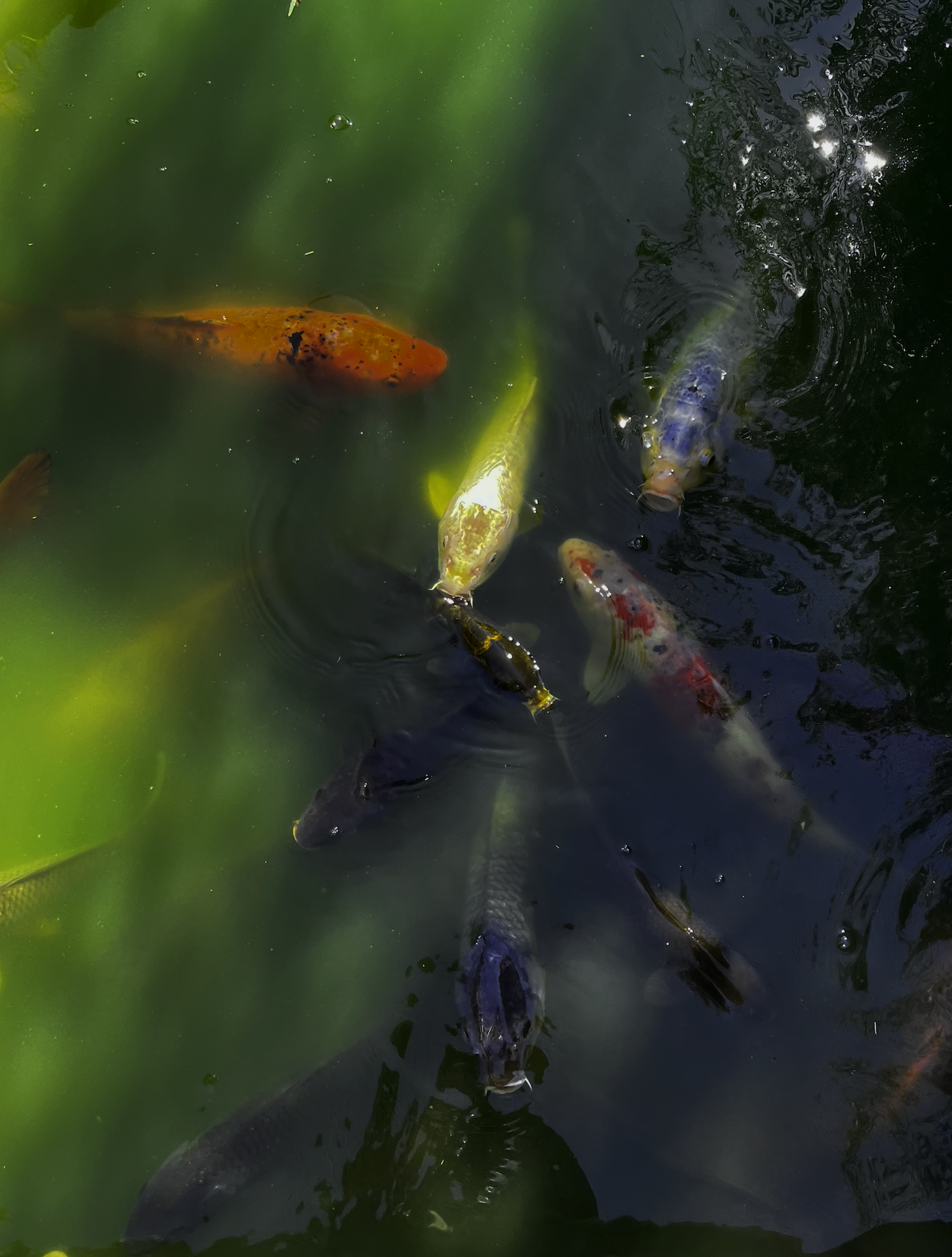 fish.png