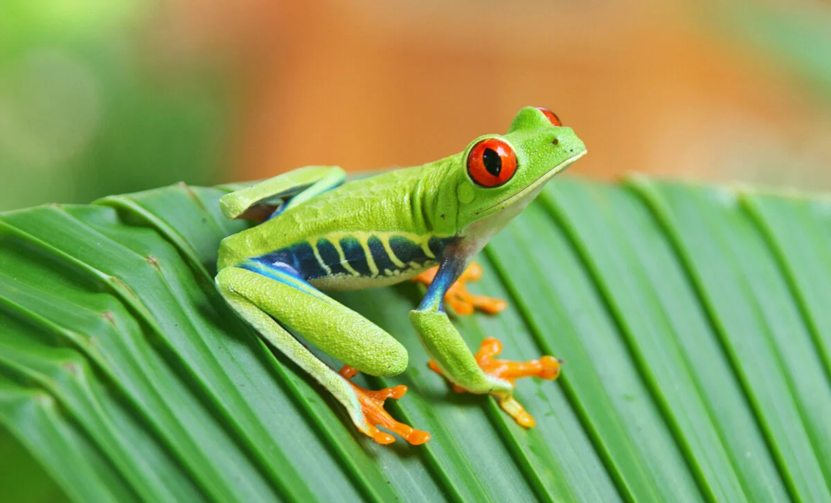 frog  SS.jpg