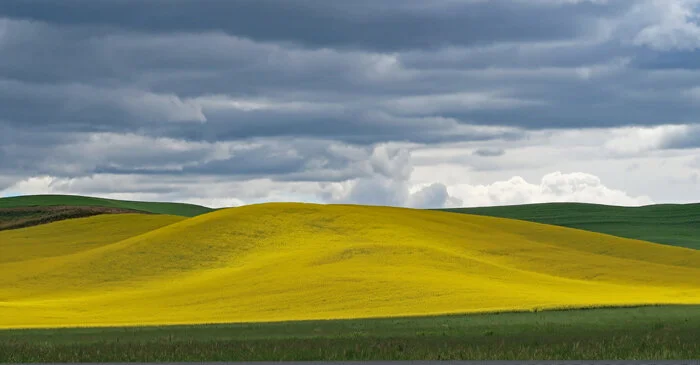 canola   3.jpg