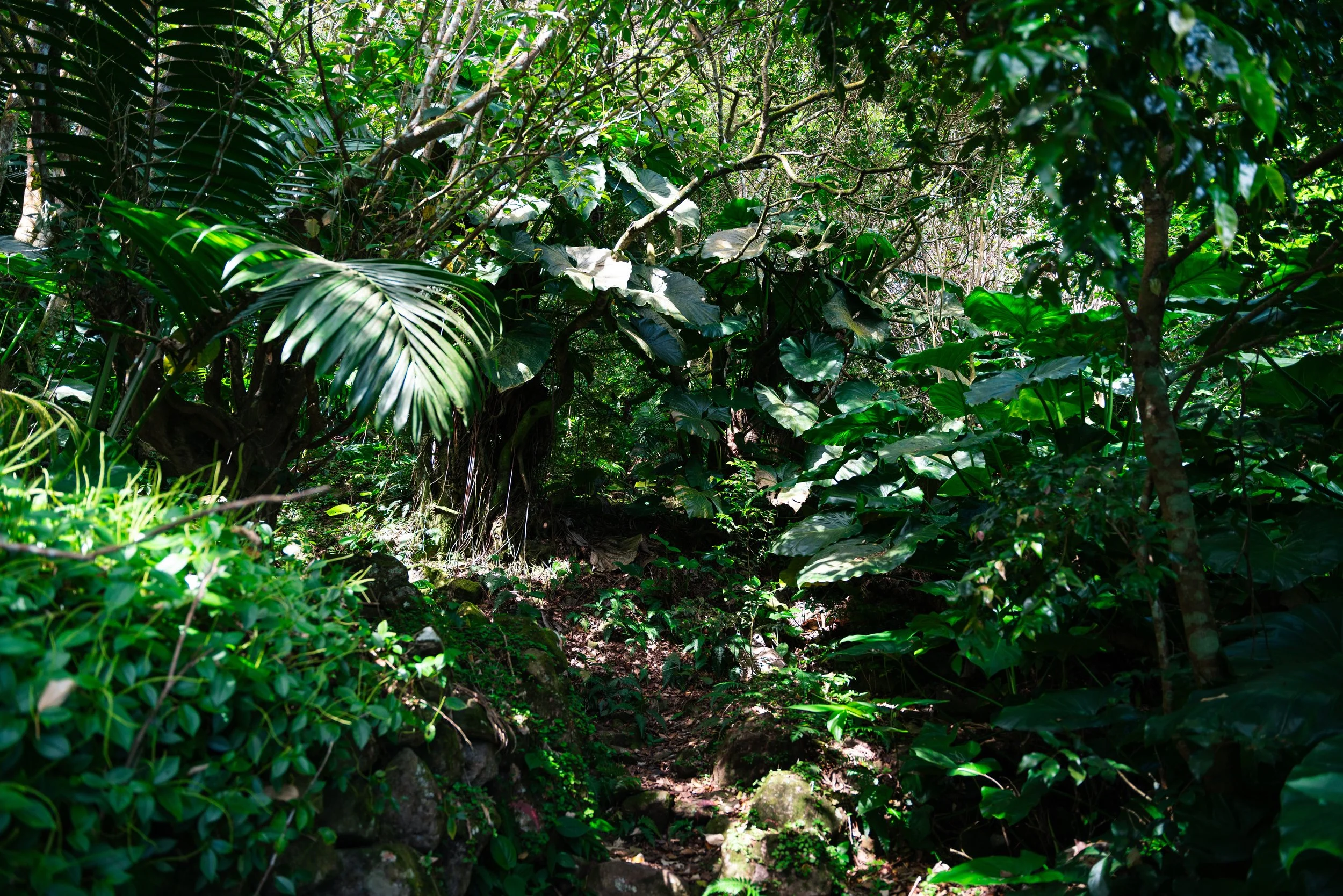 Saba-180 copy.jpeg