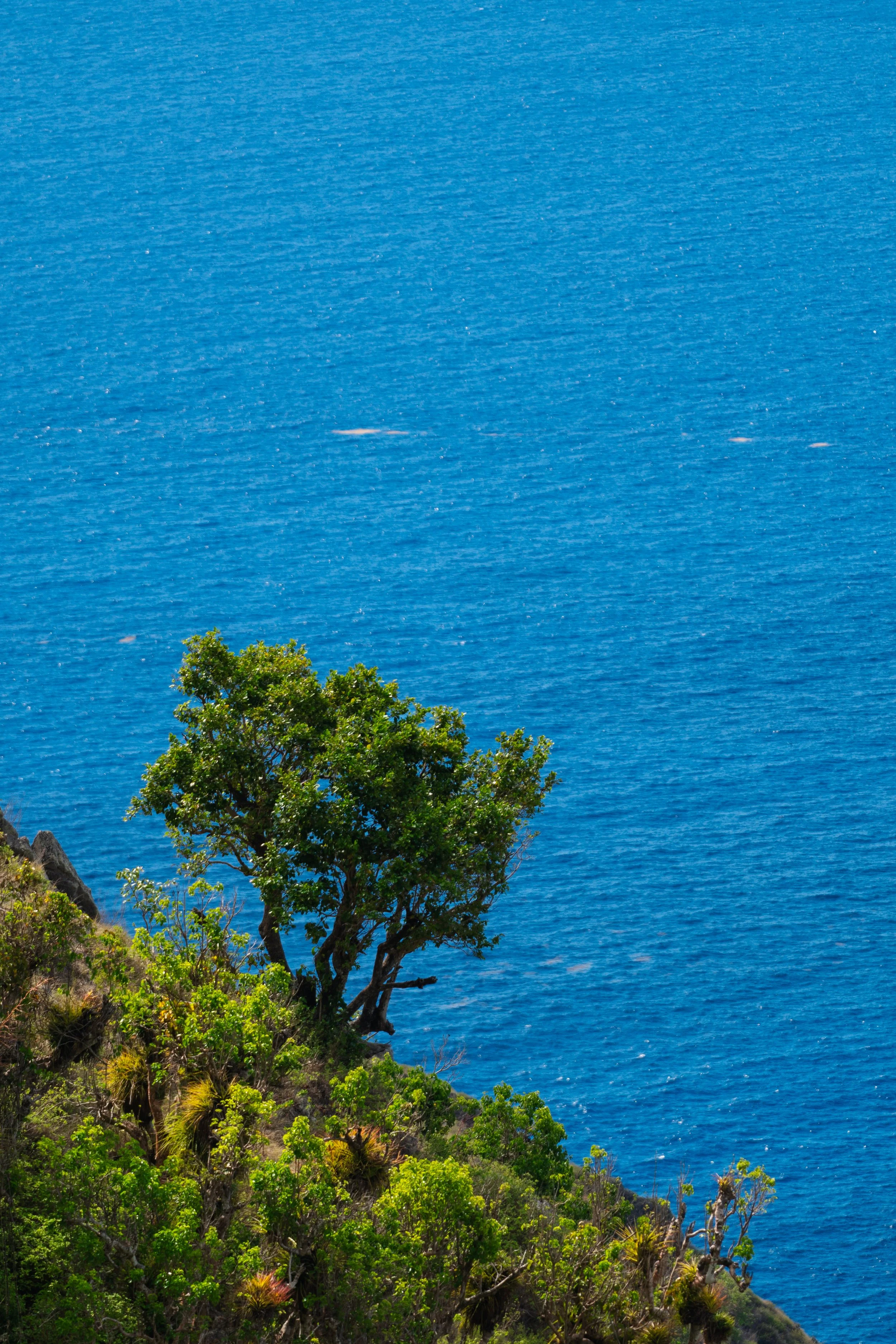 Saba-050.jpg