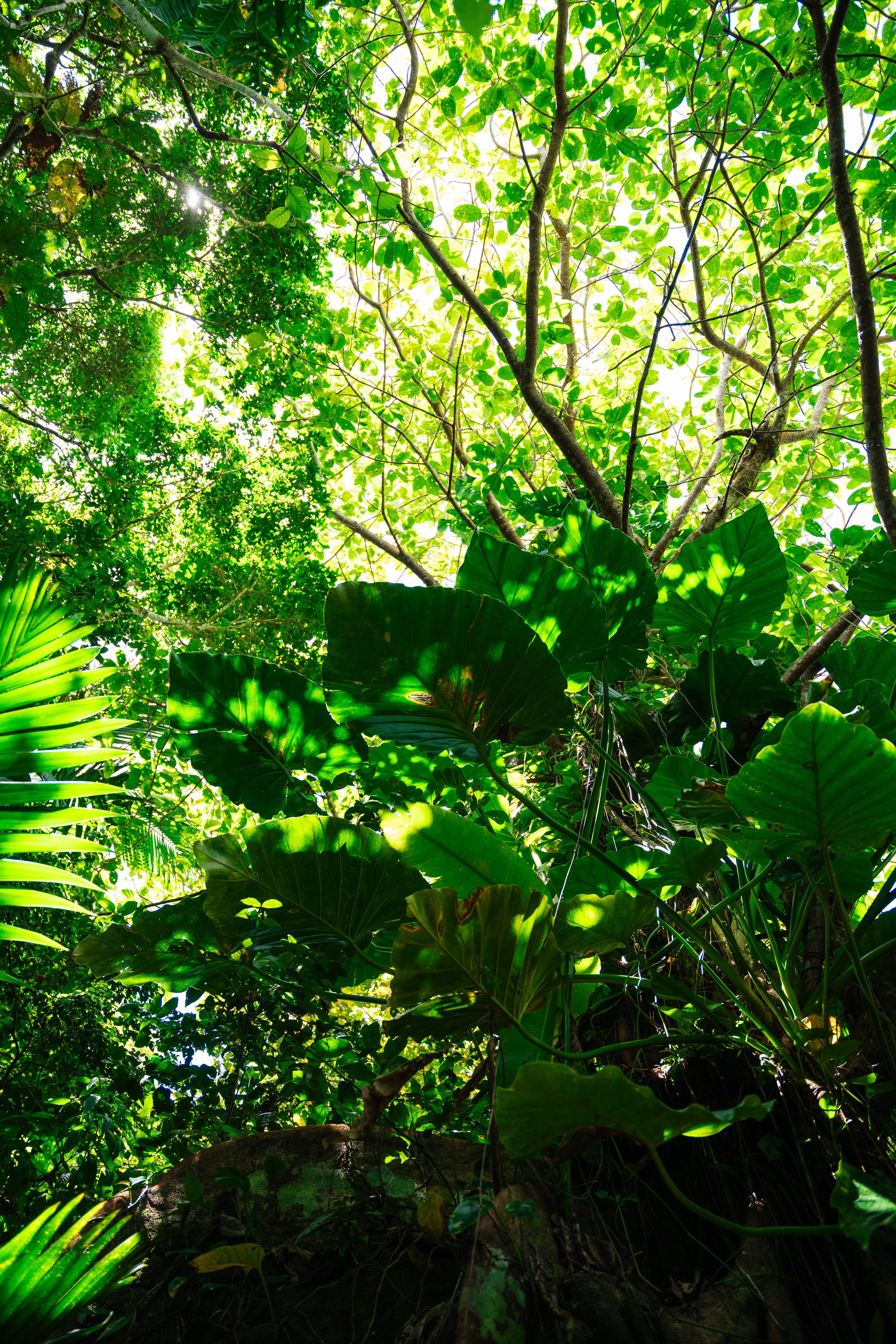Saba-190 copy.jpeg