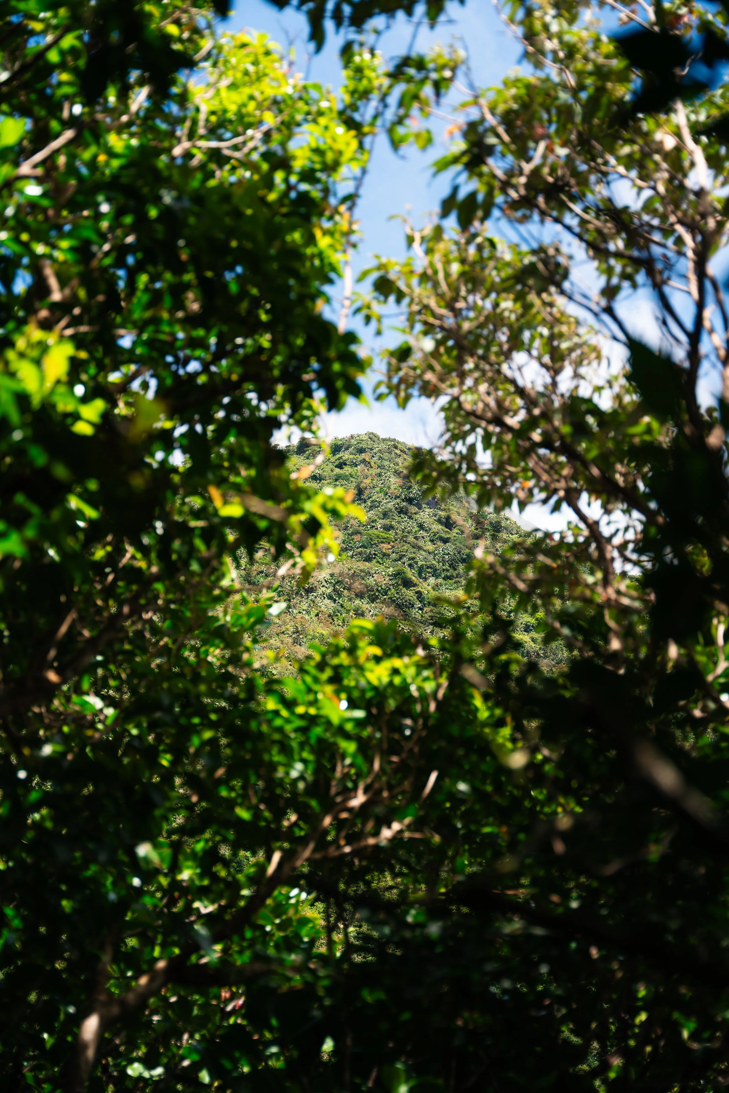 Saba-192.jpg