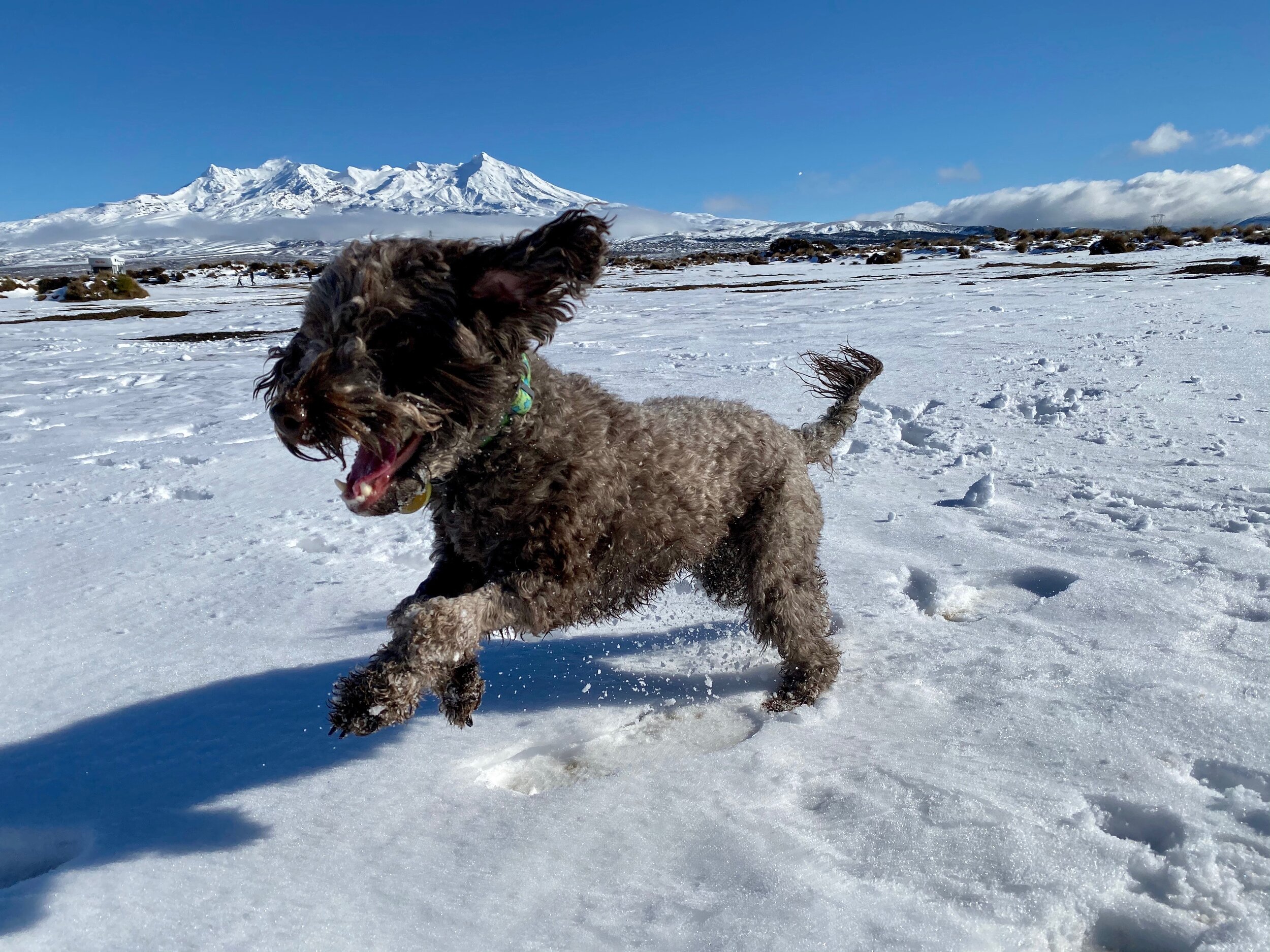 FullSizeRender-preview 2.JPG