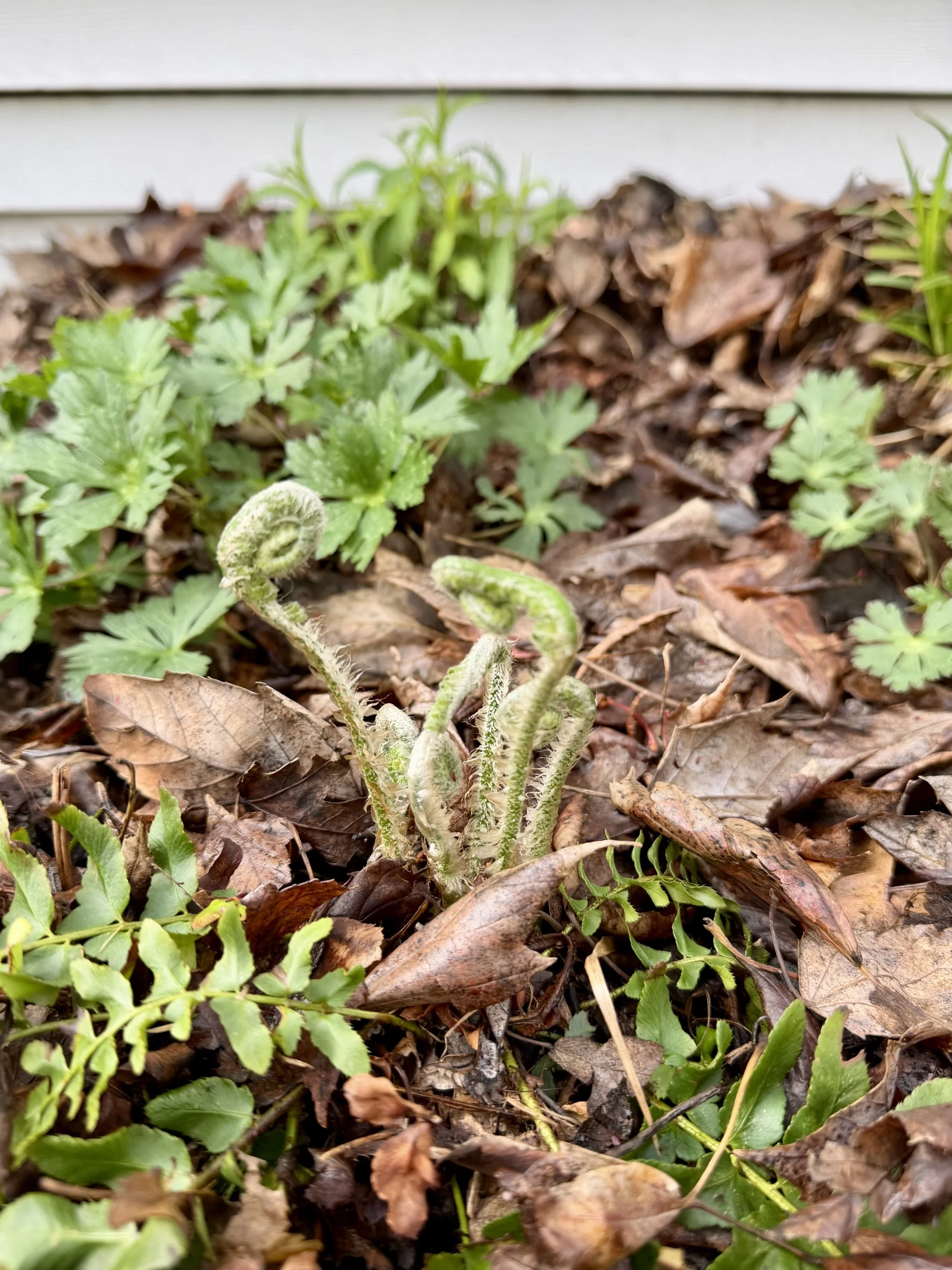 polystichium acrostichoides.jpg
