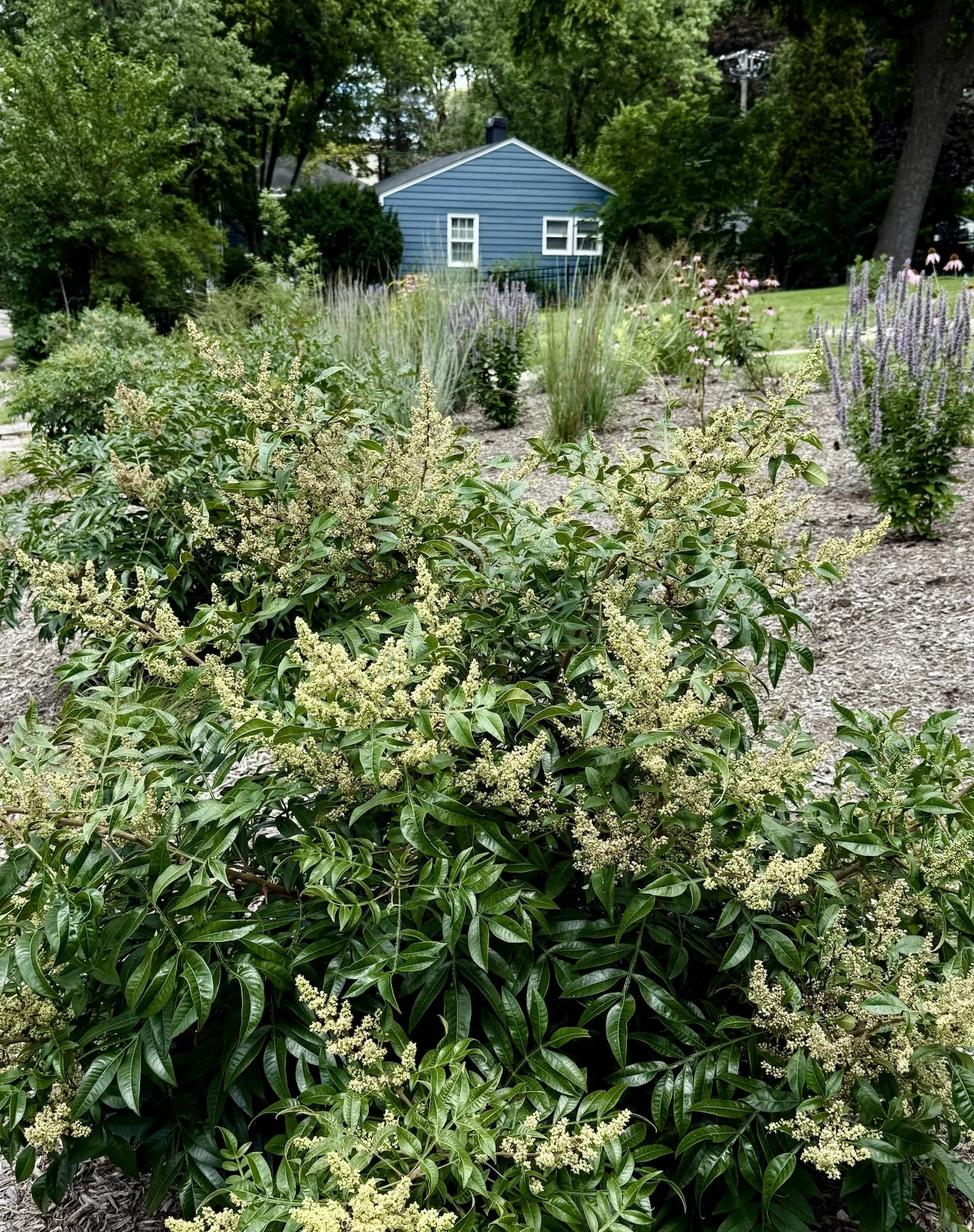 Rhus cop. on berm.jpeg