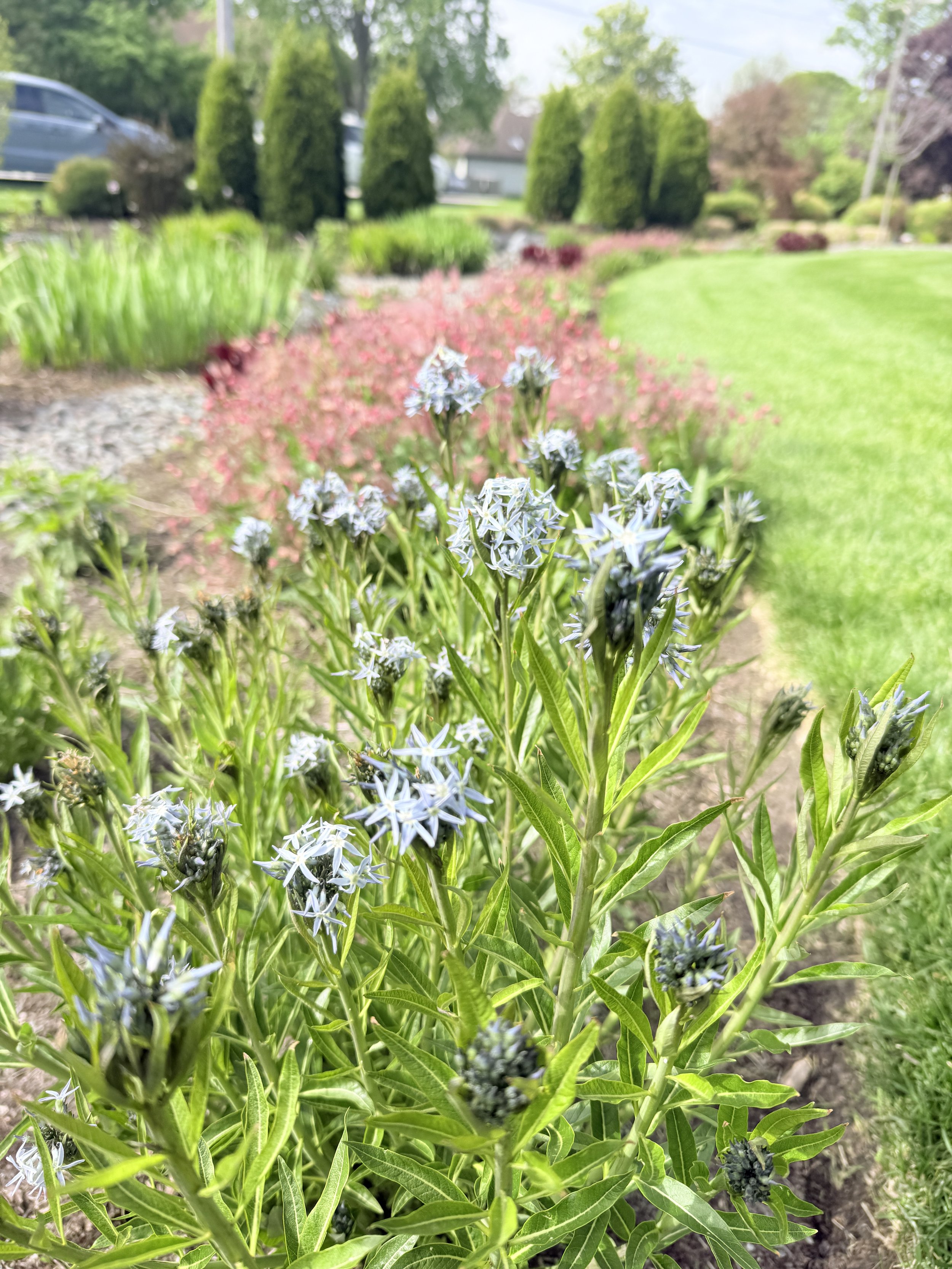 Tahini Yard - Spring.JPG