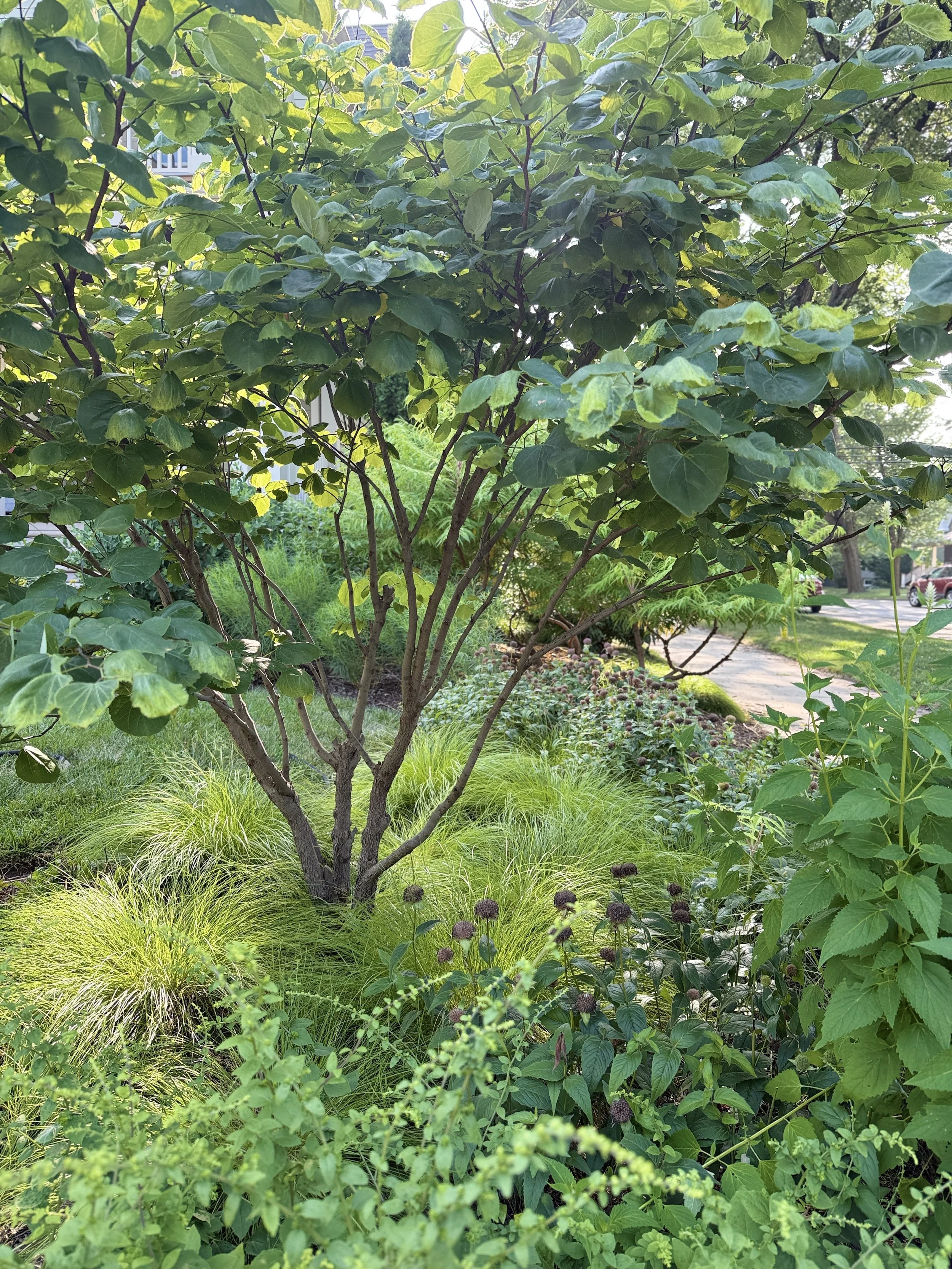 Cercis and Carex.jpg