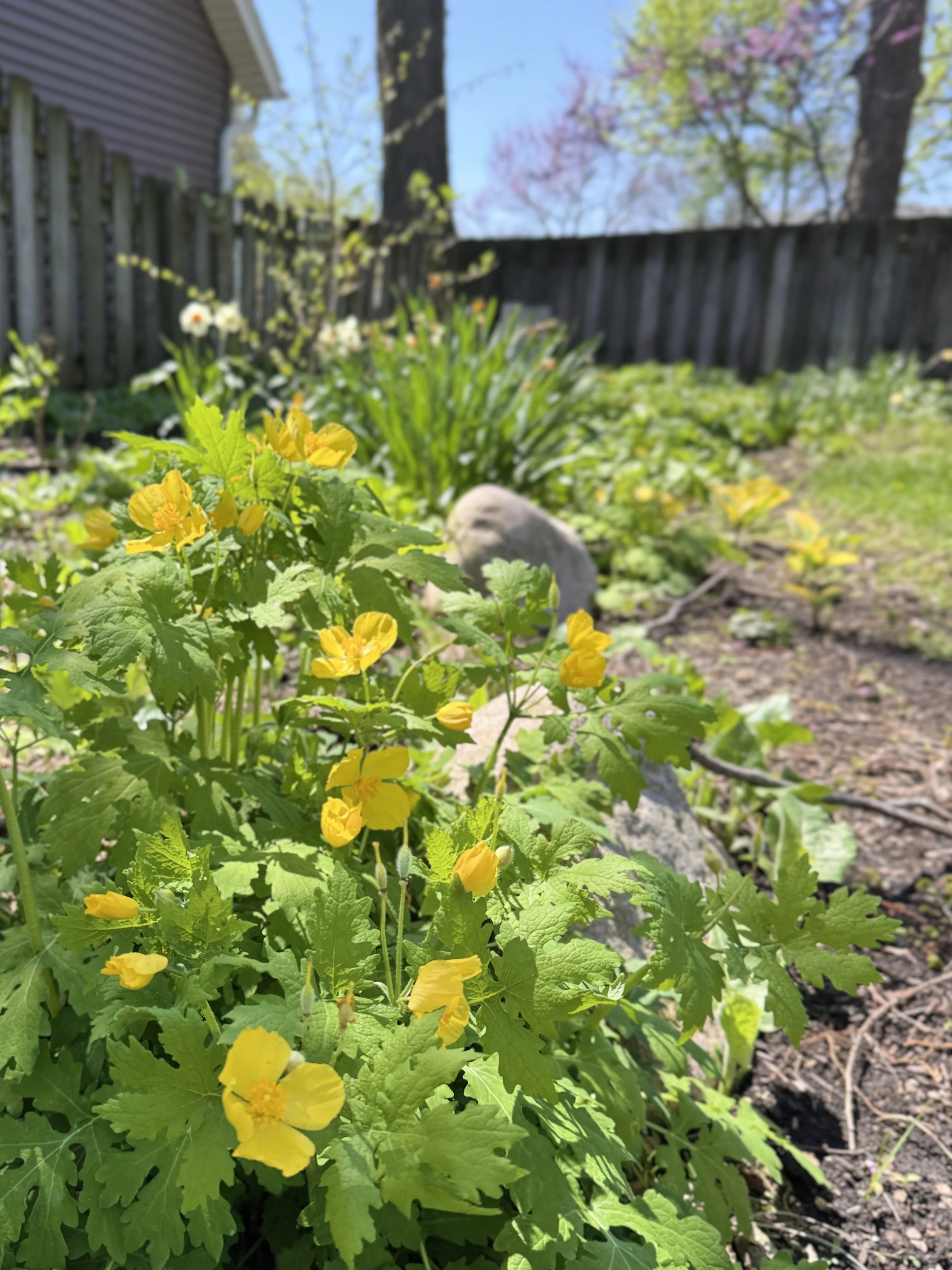 Celandine Poppy.jpg