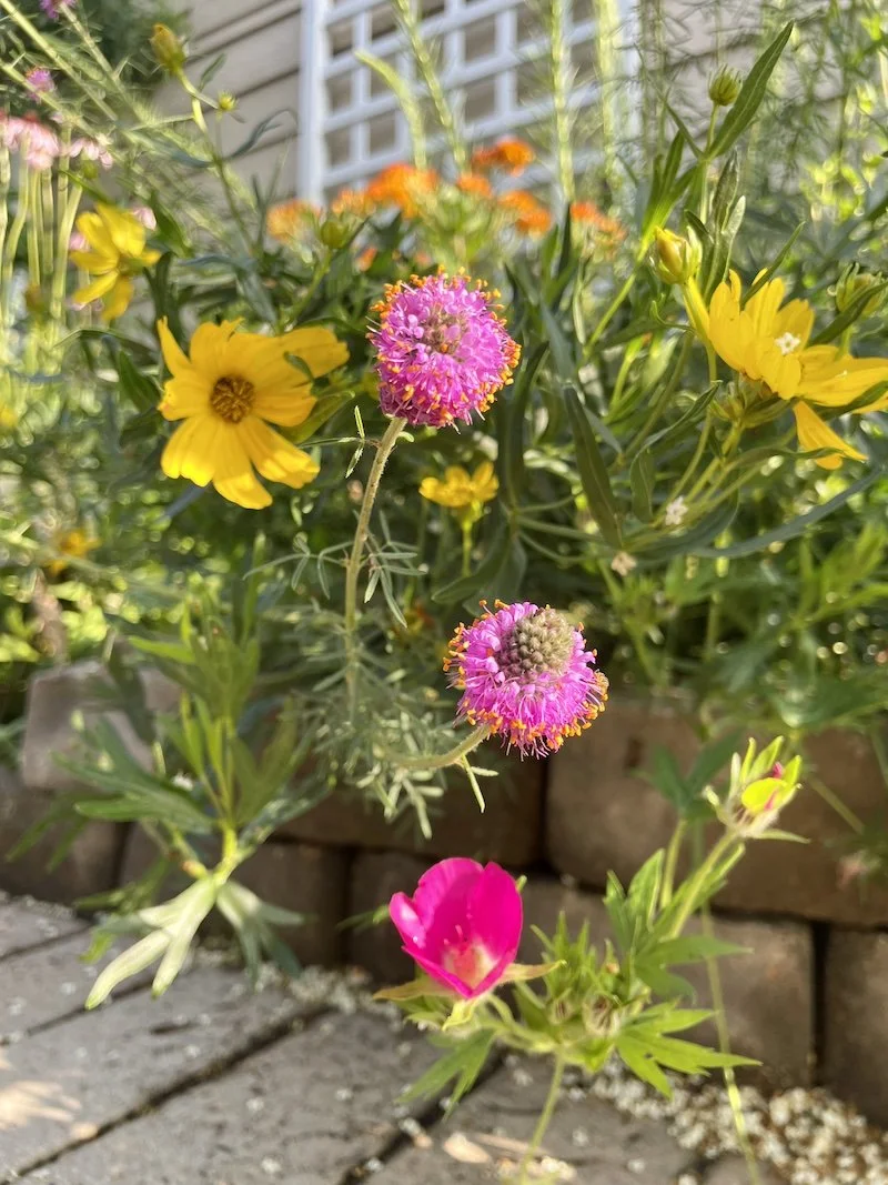 Colorful garden with pink, yellow, and orange flowers growing among green leaves, with a brick border and a white trellis in the background.