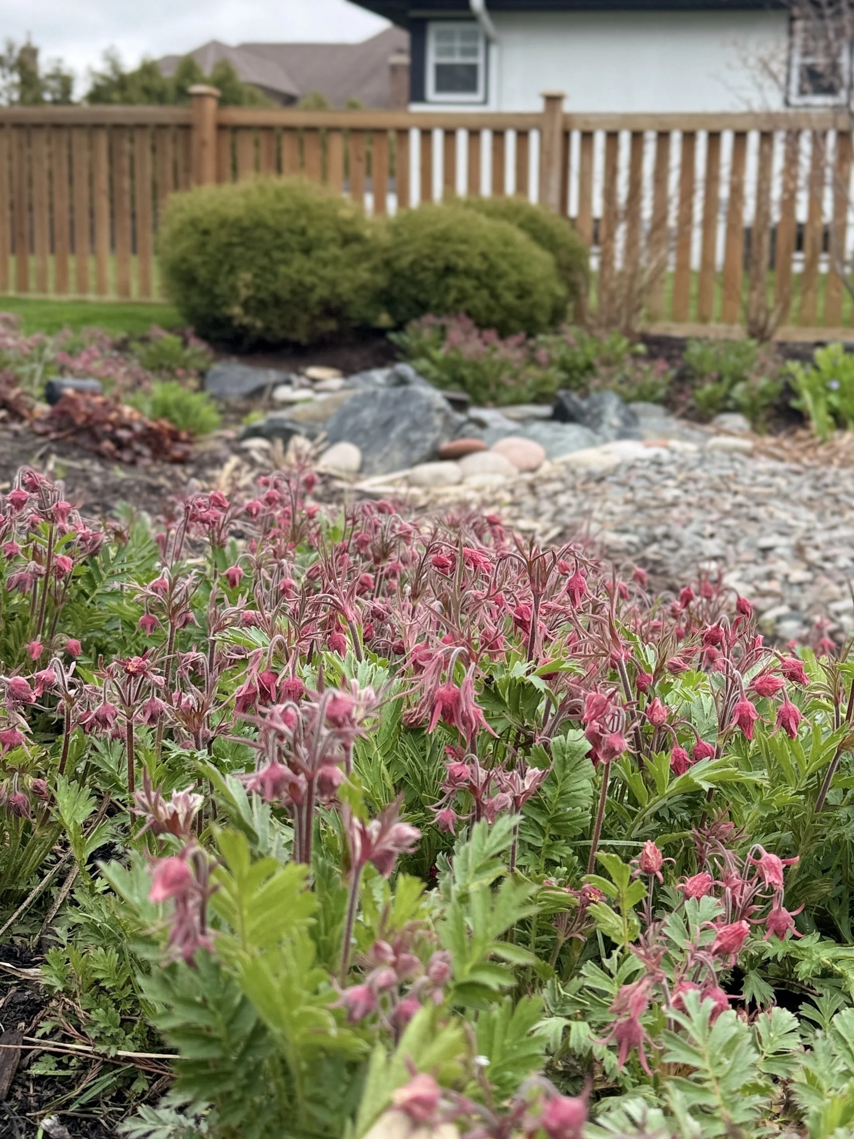 Geum triflorum - downers grove.jpg