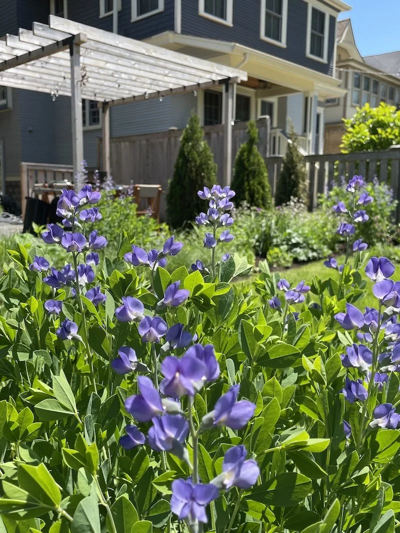 Purple flowers blooming in a garden with a house and a pergola in the background.
