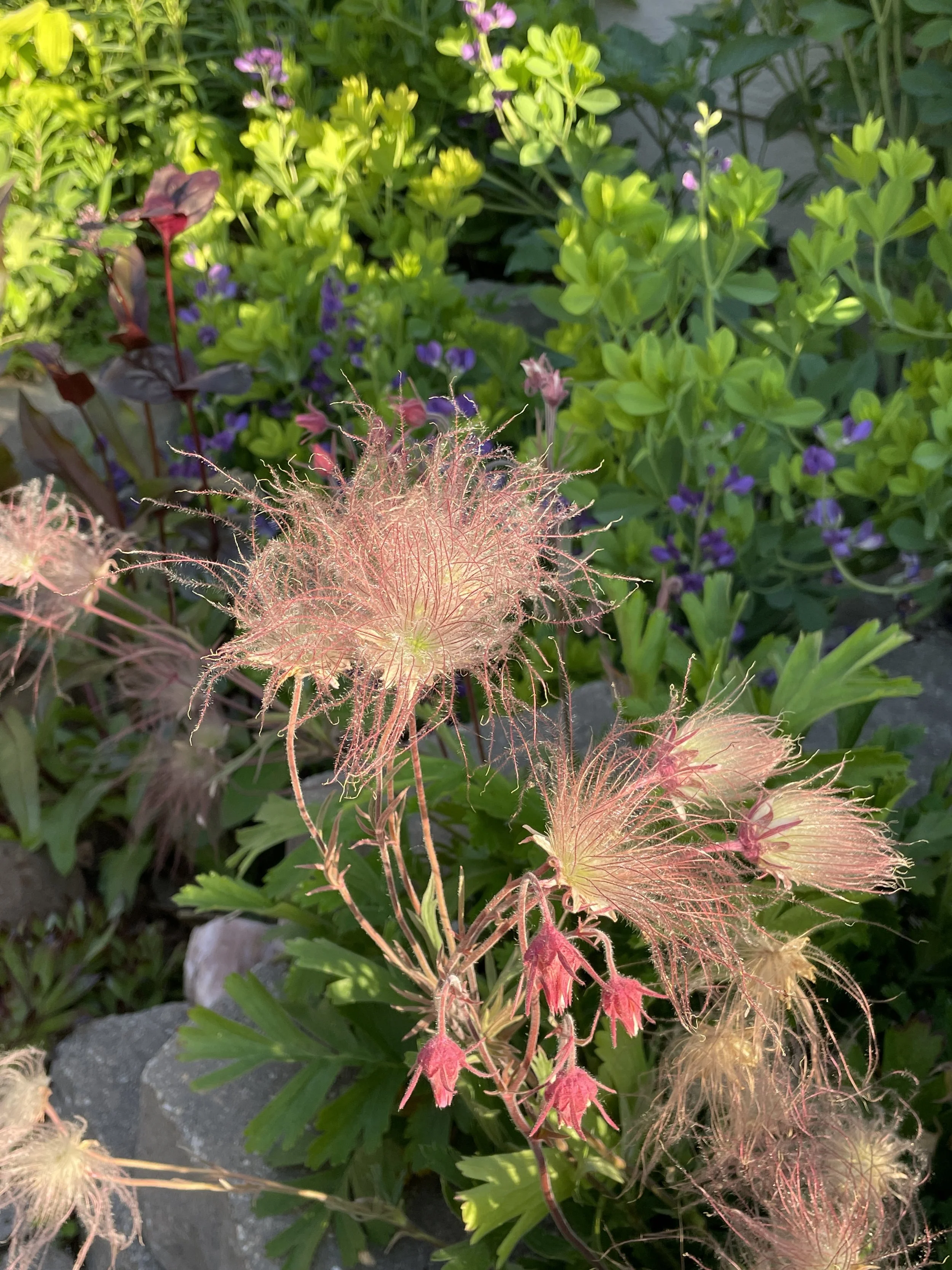 Close-up of pink and white feathery flowers with green foliage and small purple flowers in the background.
