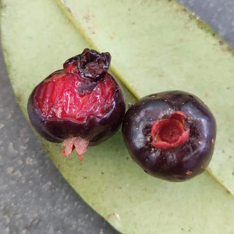 Eugenia sect. pisiformis var. costata ‘Una’