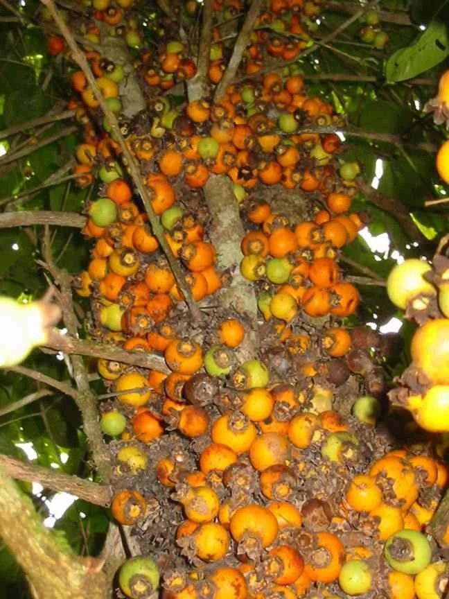Mouriri — Seeds Shop — Bellamy Trees