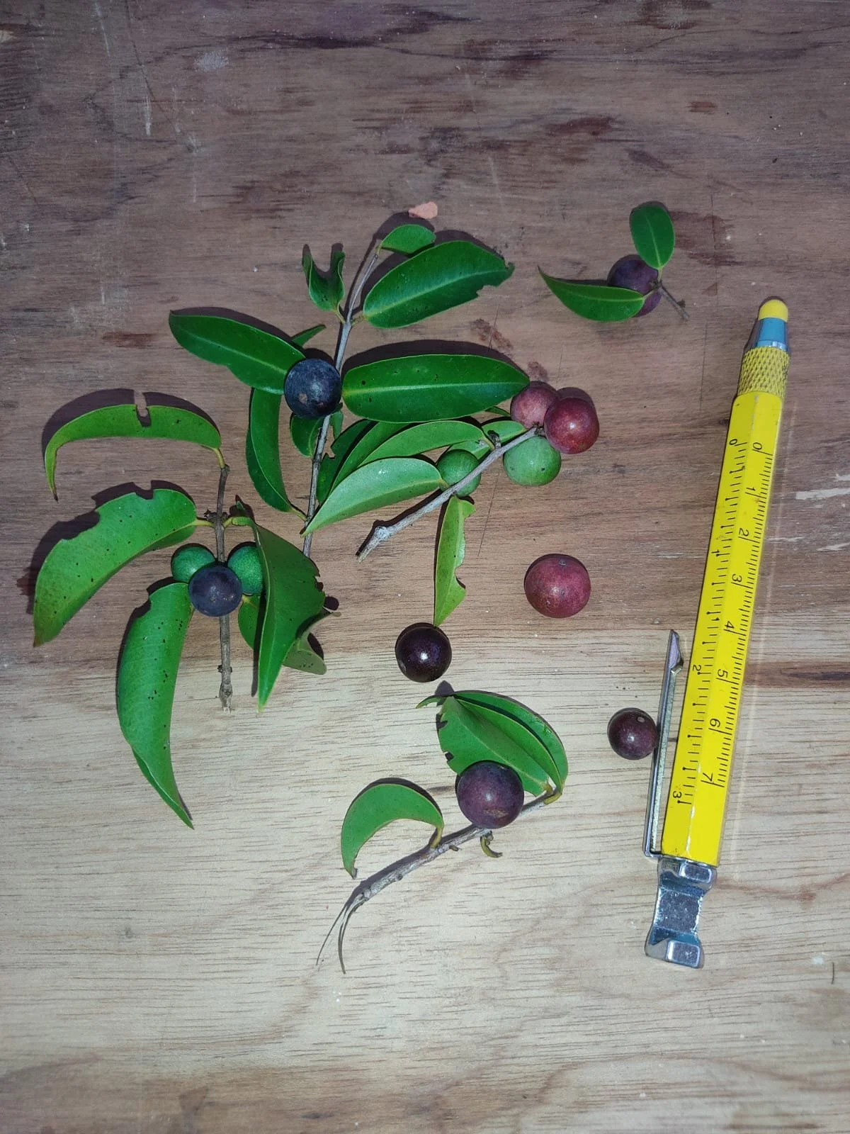 38ed3f08-b9be-4eaf-9017-6fcb3e17828e.jfif