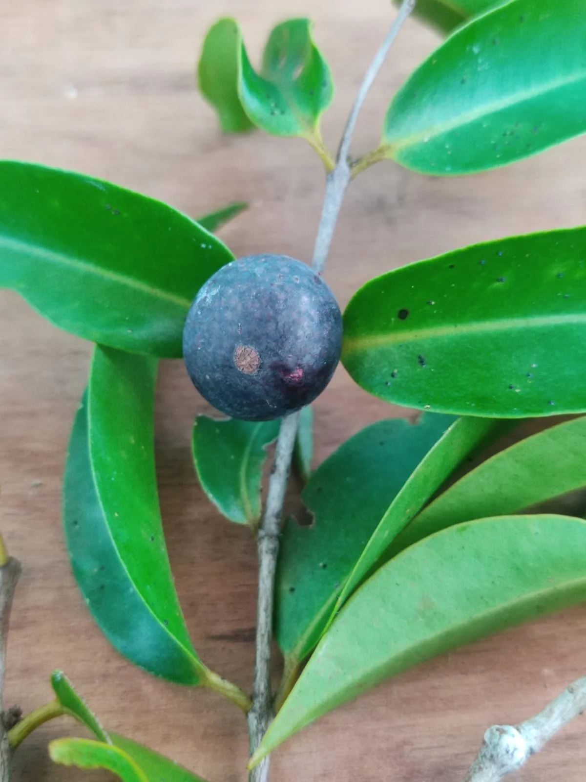 8626c4e1-24e7-4efb-953c-c0af3f5d9775.jfif