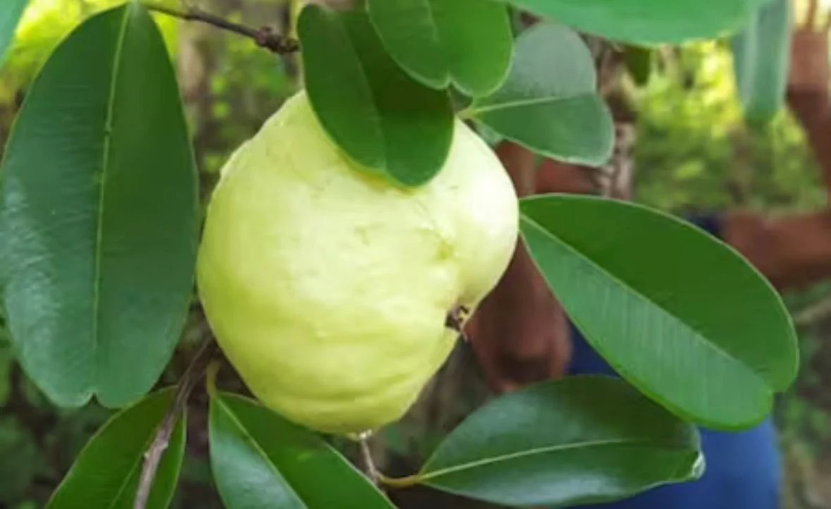 cad1d537-ce96-42a3-b30b-d3c775cb37e3.jfif