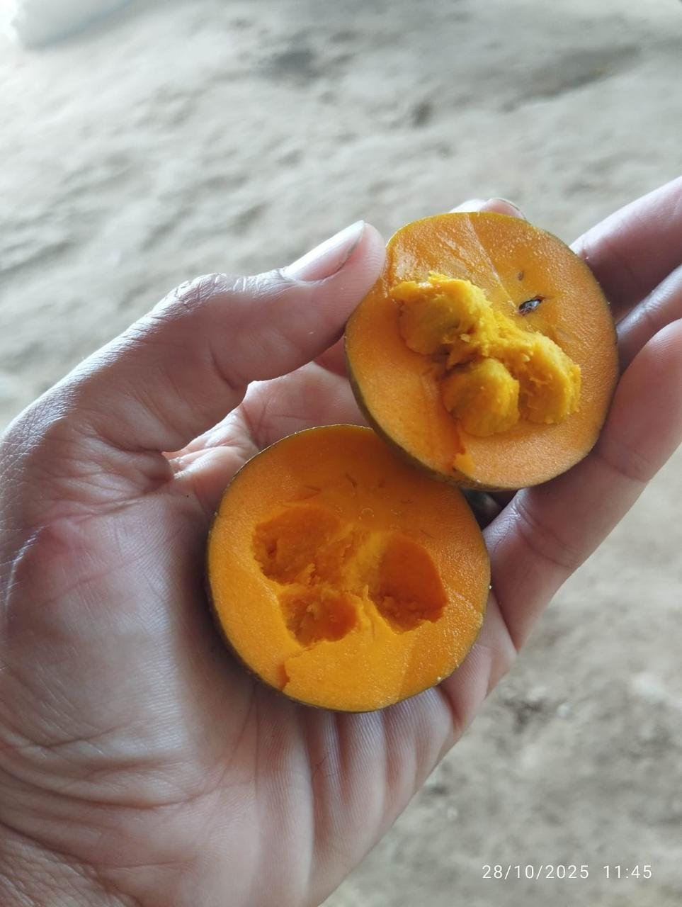 Pouteria sp caribeño