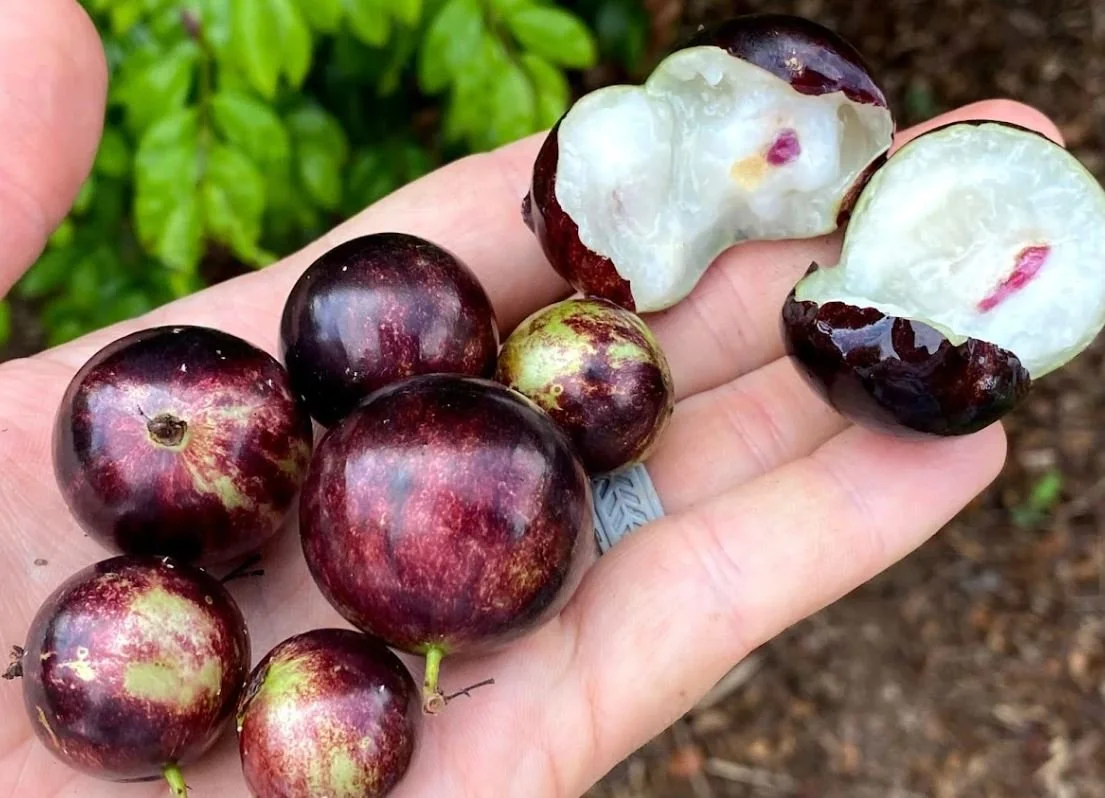 Plinia sp Cabinho de Limeira Jaboticaba - GERMINATED — Bellamy Trees