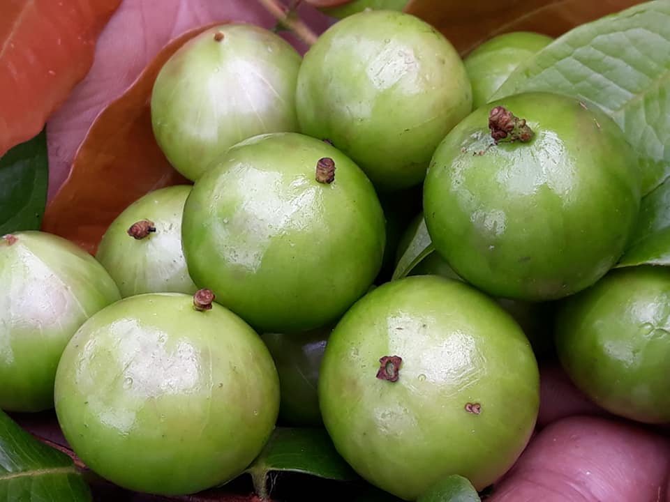 Plinia Aureana - Branca Mel Jaboticaba - White Honey - GERMINATED