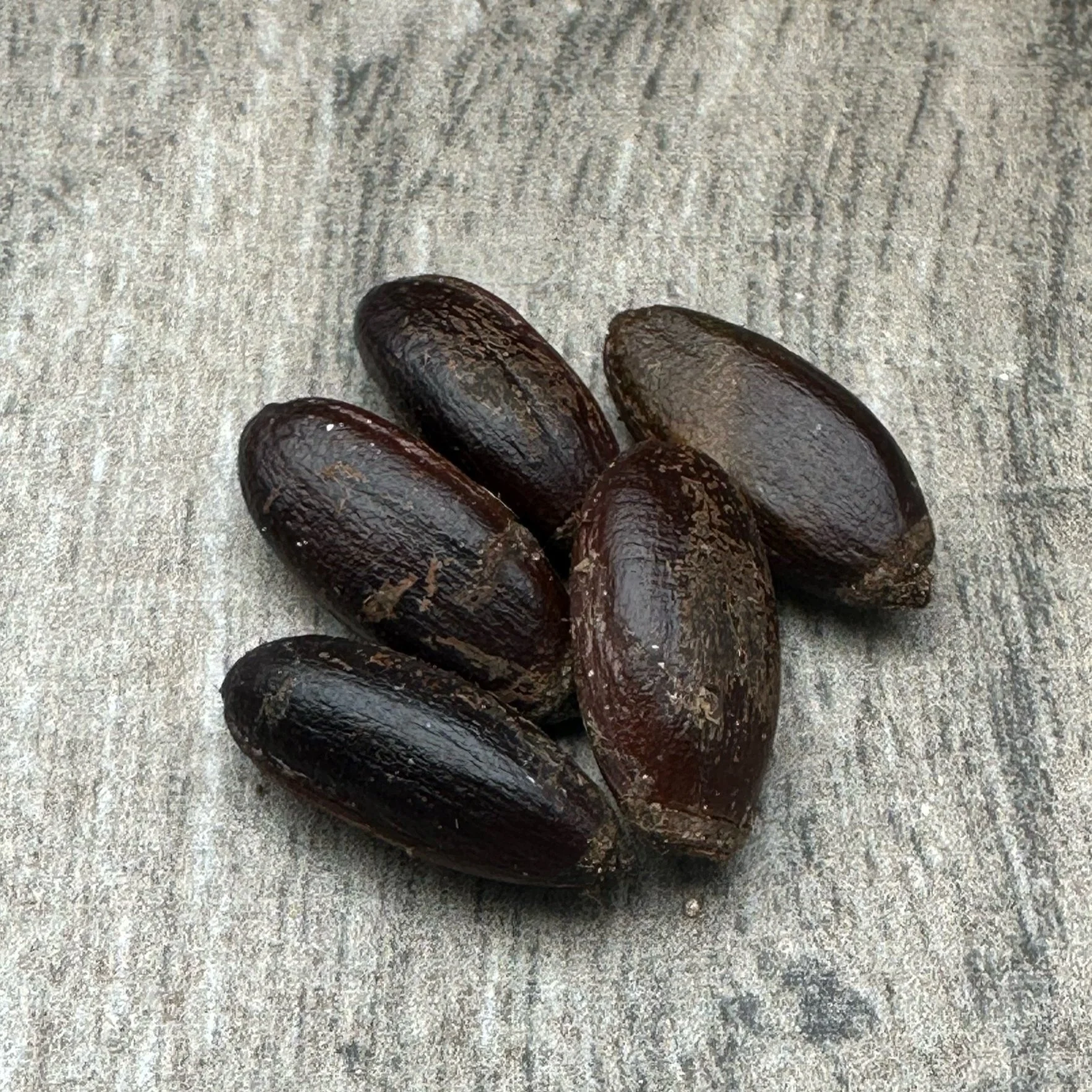 Annonaceae — Seeds Shop — Bellamy Trees