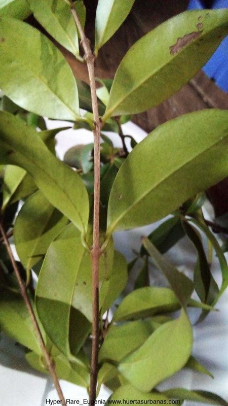Huertasurbanas-com-80c79fd9-786f-4aad-9b1a-02b7e0411d3b-jpeg-20220519-121455-Hyper-Rare-Eugenia.jpg