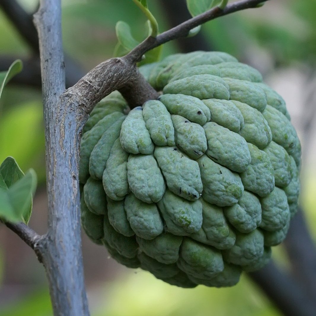 Sugar_apple_on_tree.jpg