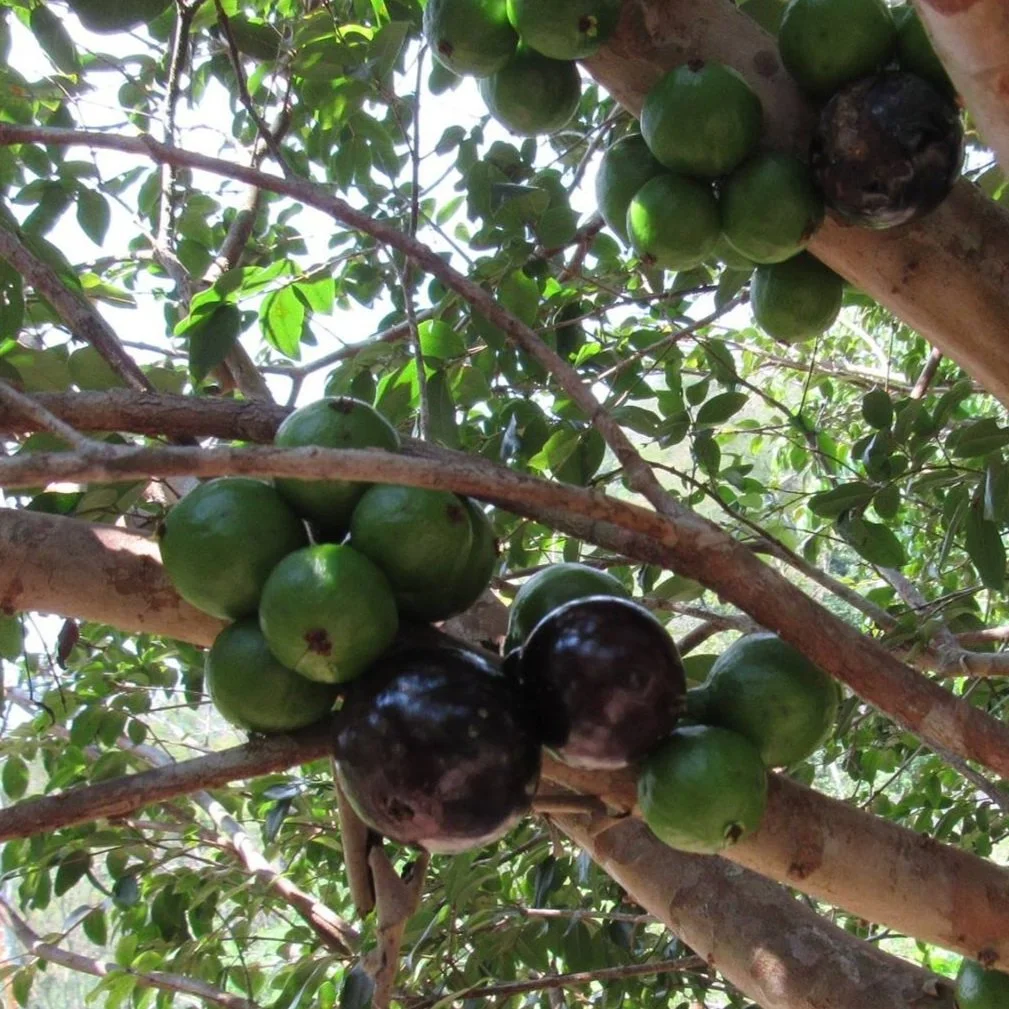 Plinia sp Gigante de Goiânia Jaboticaba — Bellamy Trees
