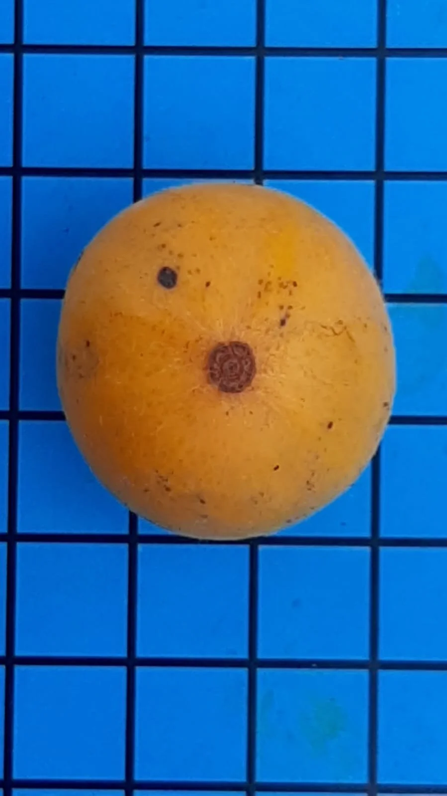 Myrciaria Glazioviana var. Cabeludão - GERMINATED — Bellamy Trees