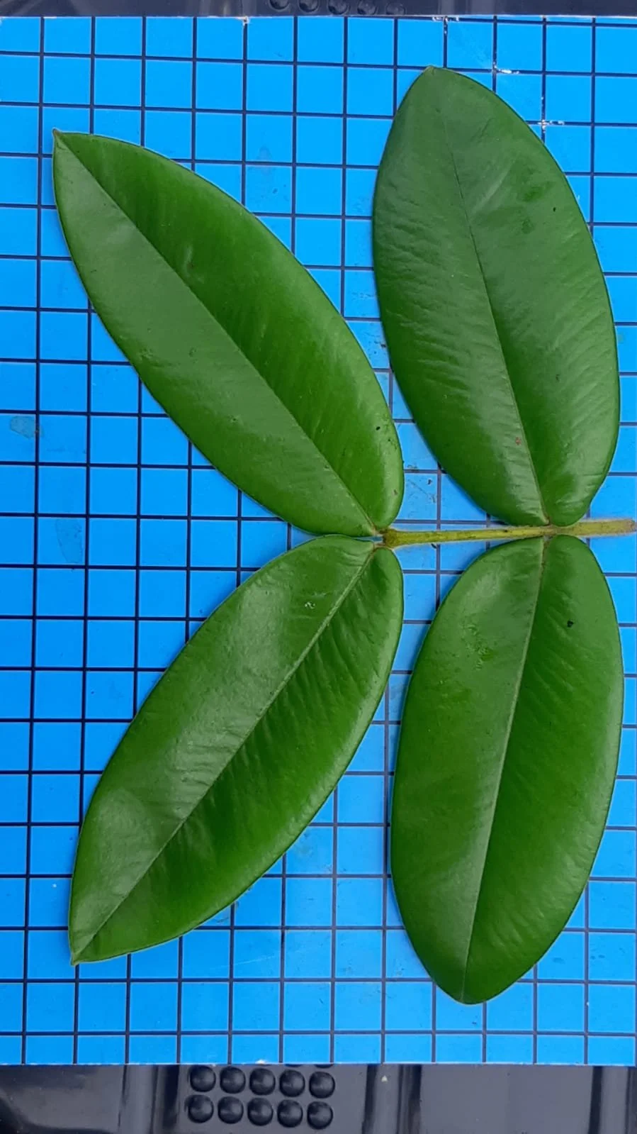 Myrciaria Glazioviana var. Cabeludão - GERMINATED — Bellamy Trees