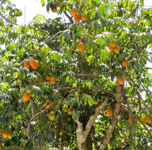 Clearance — Bellamy Trees