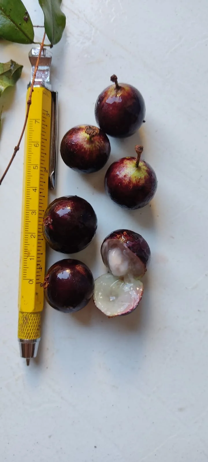 Plinia sp Jaboticaba São José — Bellamy Trees