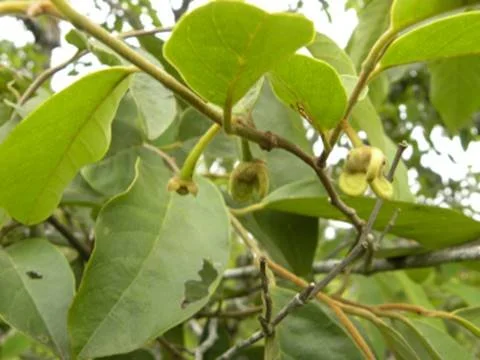 Annonaceae — Seeds Shop — Bellamy Trees