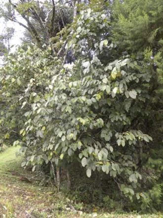 Annonaceae — Seeds Shop — Bellamy Trees